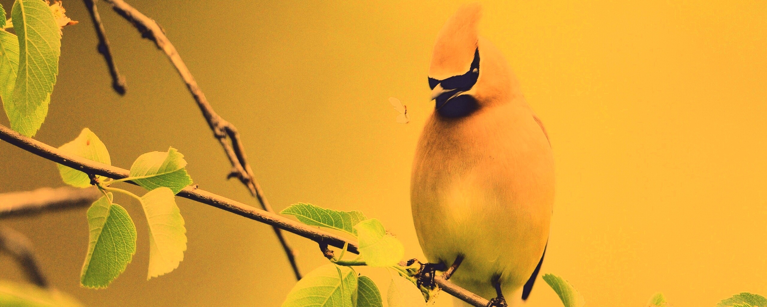 Оранжевая птичка обои