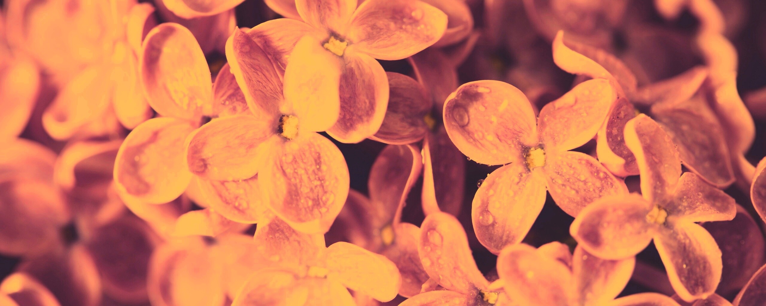 Цветы сирени обои