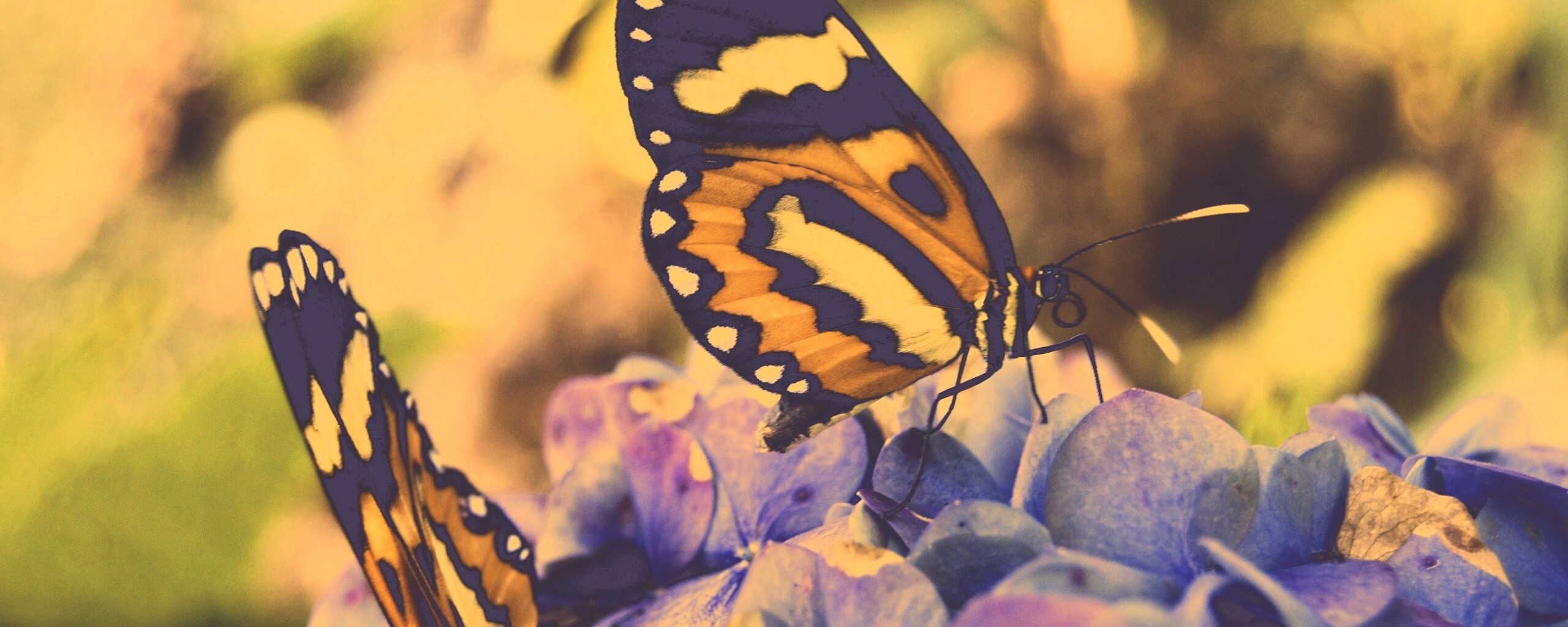 Две бабочки обои