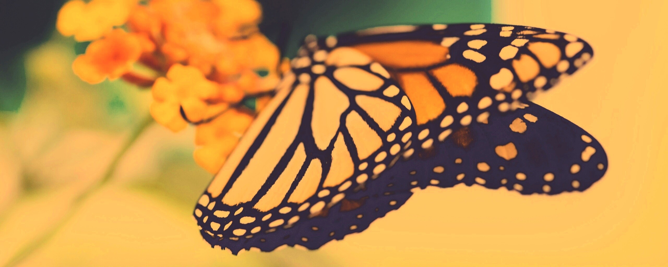 Бабочка на цветке в макро обои