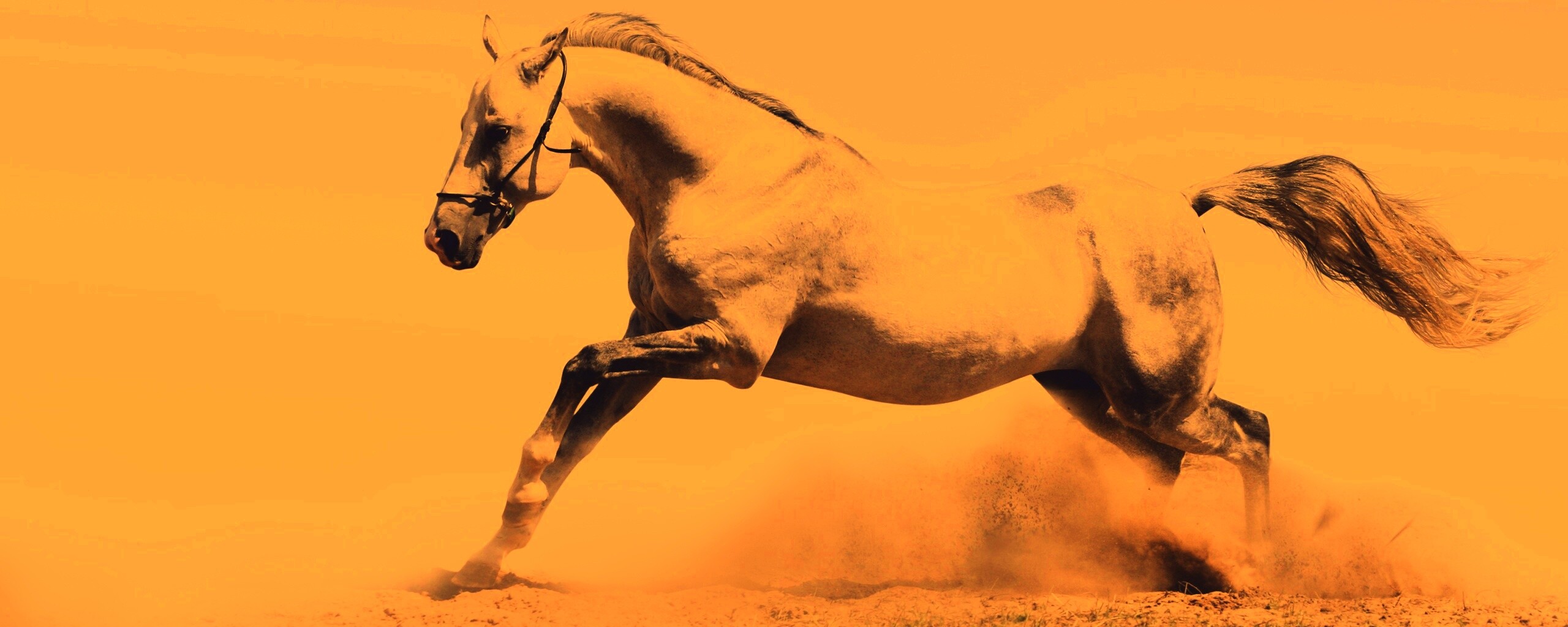 Скакун обои