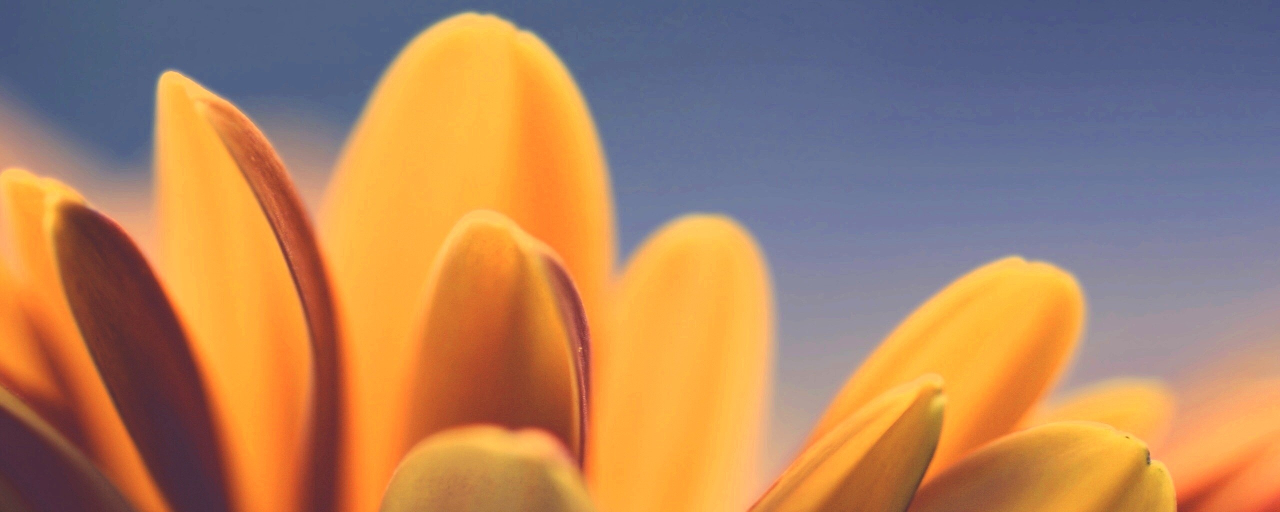 Лепестки хризантемы обои