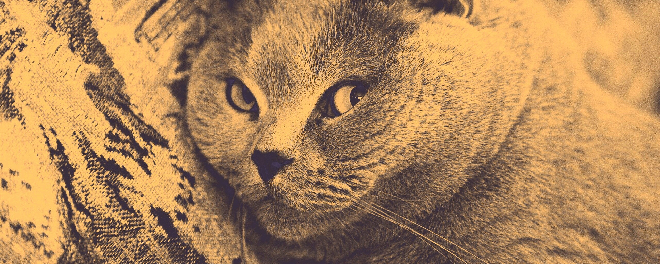 Щекастый британский котик обои