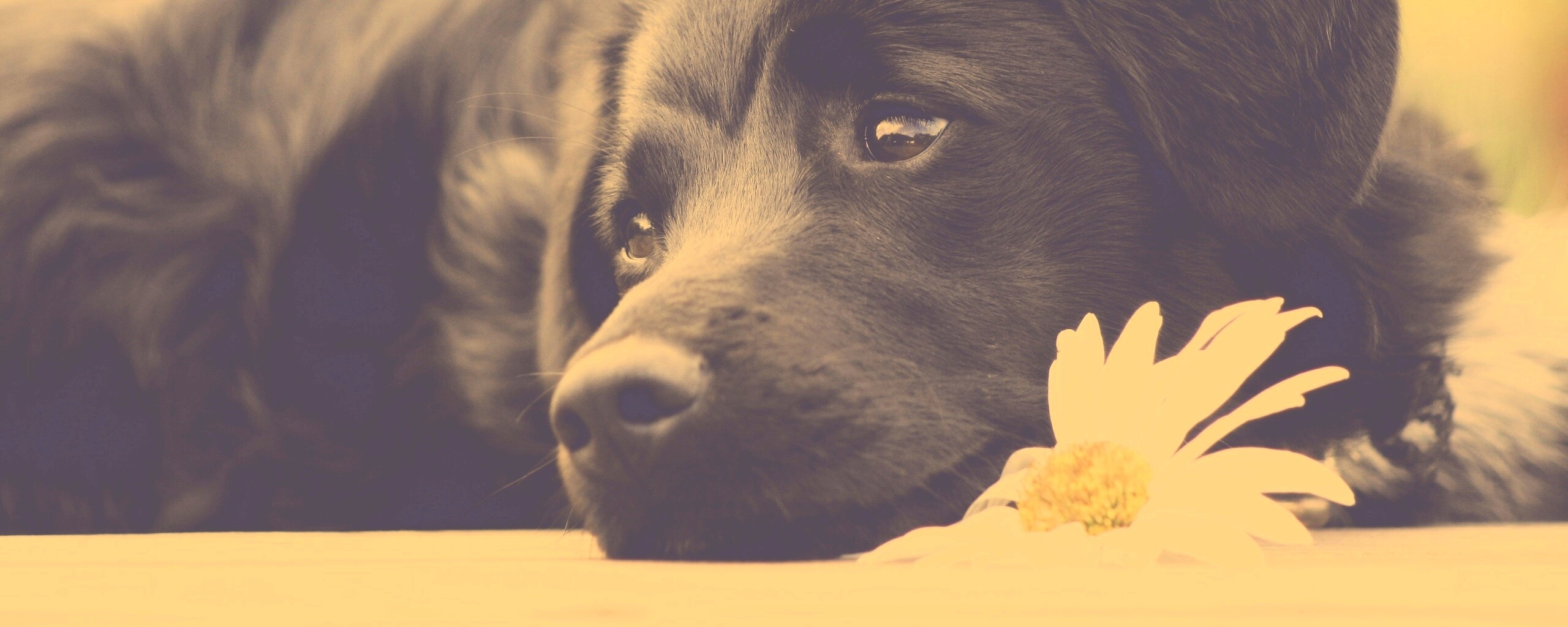 Собака с ромашкой обои