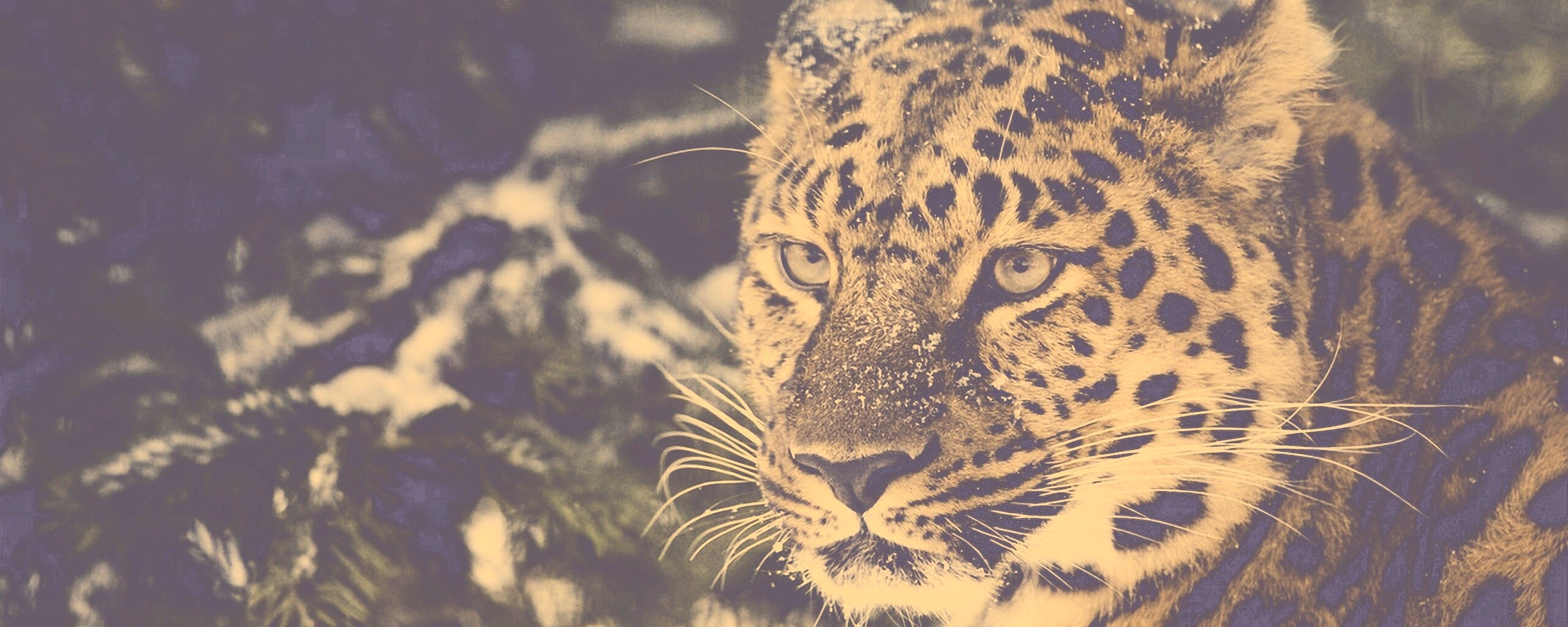 Леопард у заснеженной ели обои