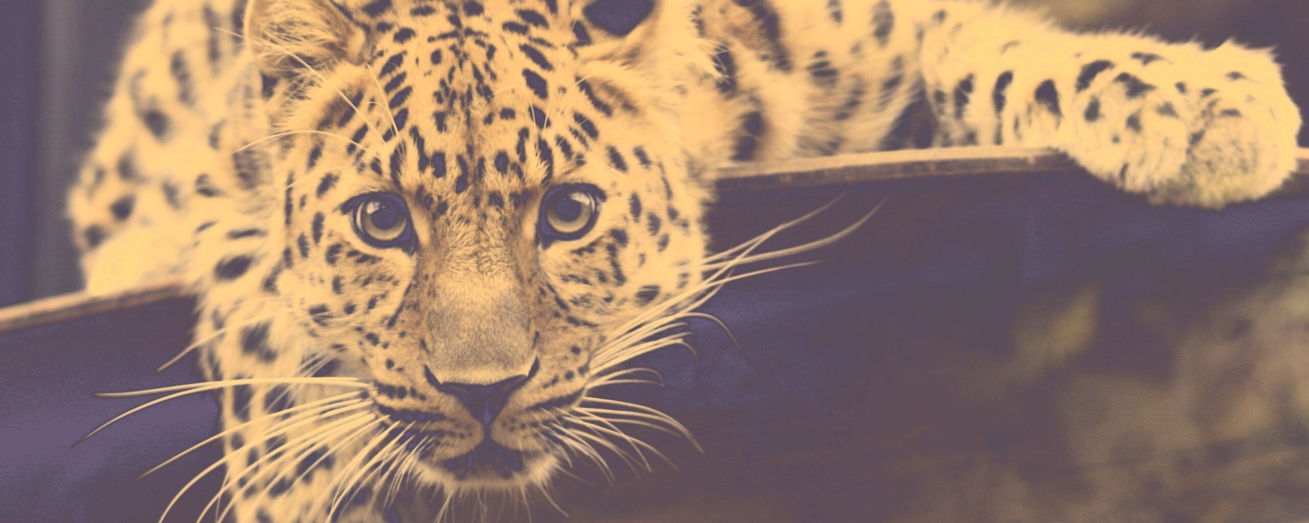 Леопард в зоопарке обои