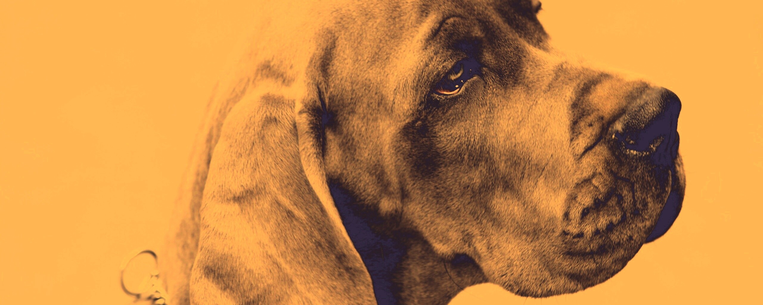 Грустная собака обои