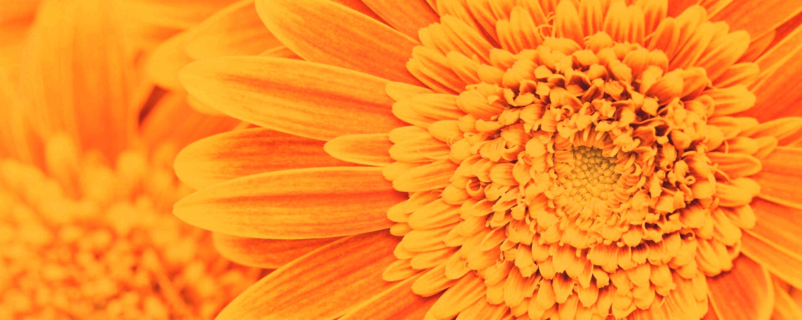 Большой оранжевый гербер обои