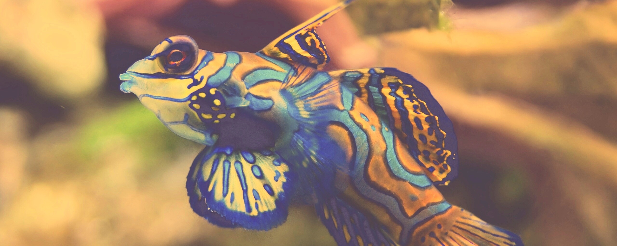 Разноцветная рыбка обои