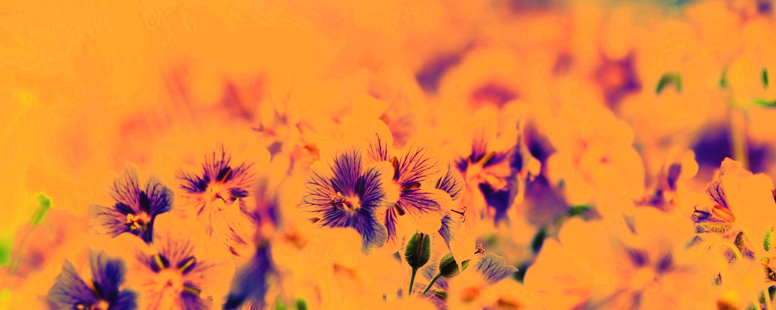 Цветочки обои