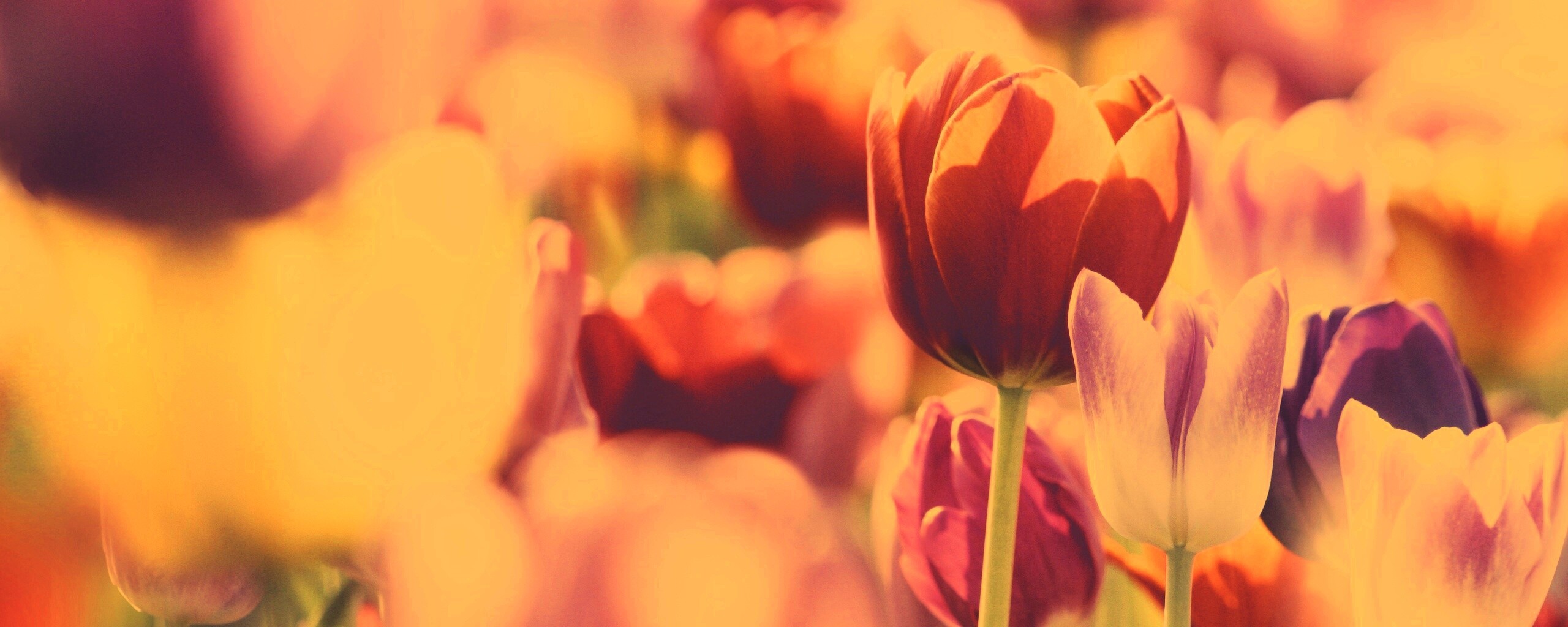 Красивые тюльпаны обои