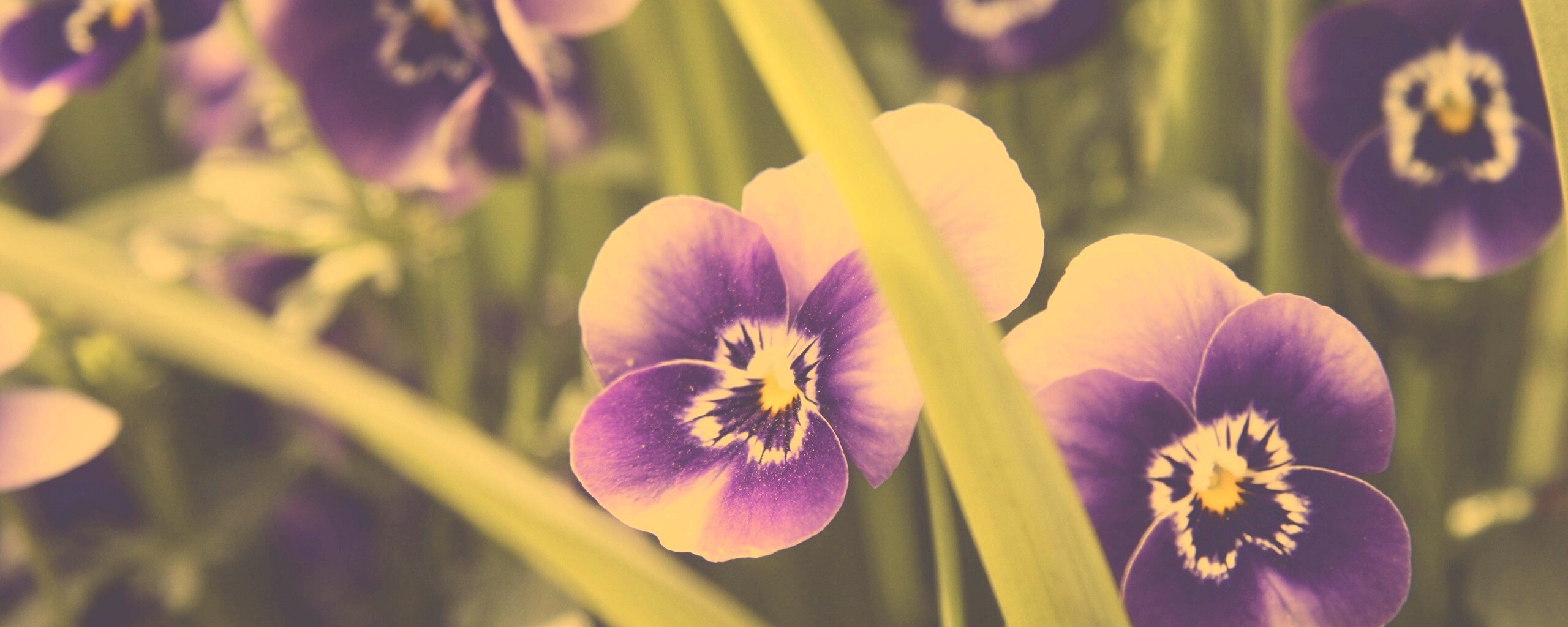 Анютины глазки обои