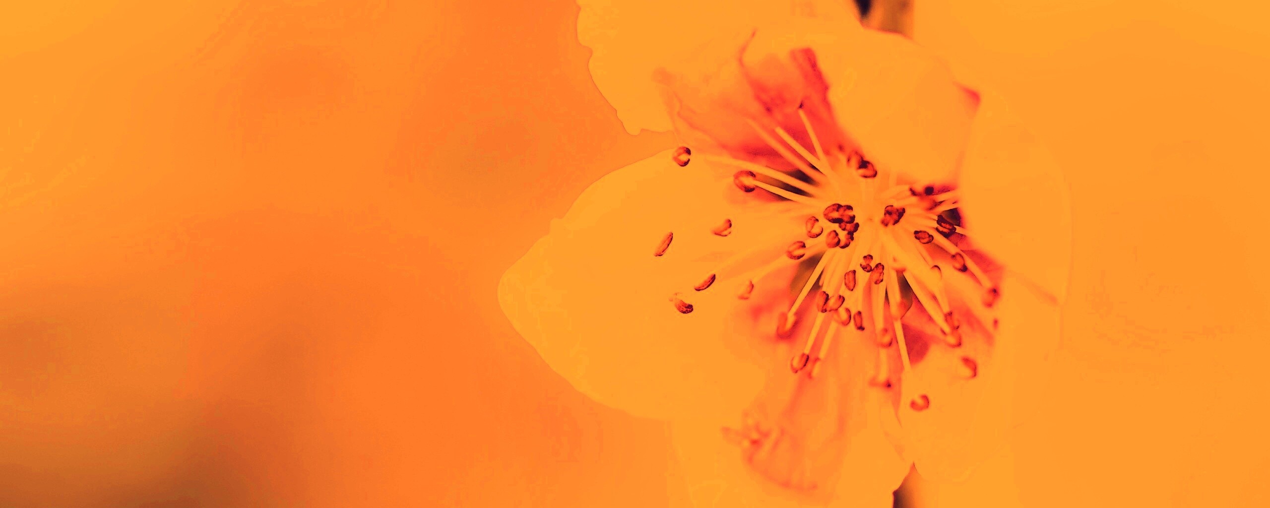 Сама нежность обои