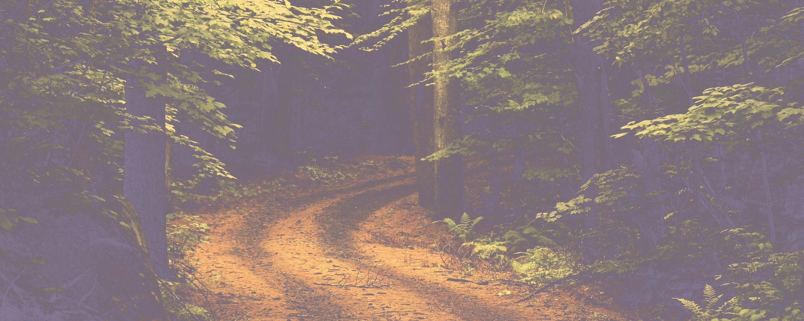 Лесная дорога обои