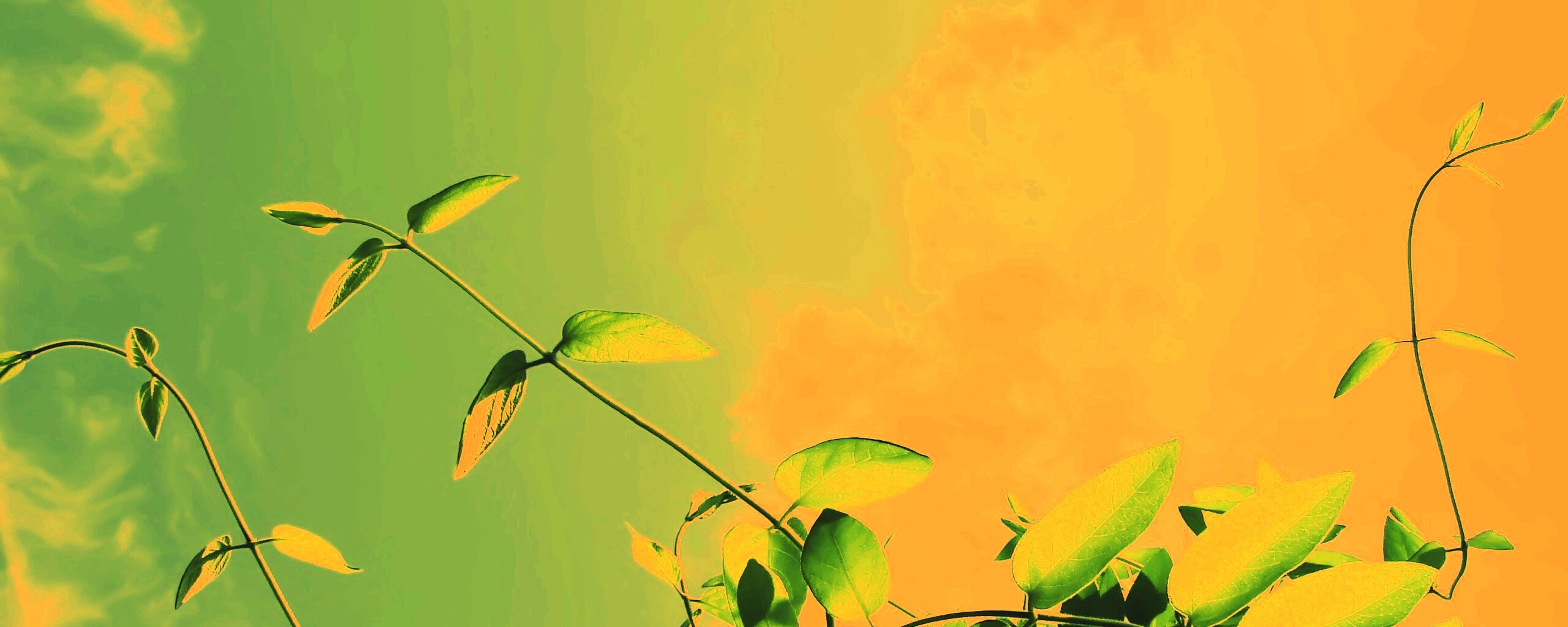 Зеленые ветви на фоне голубого неба обои