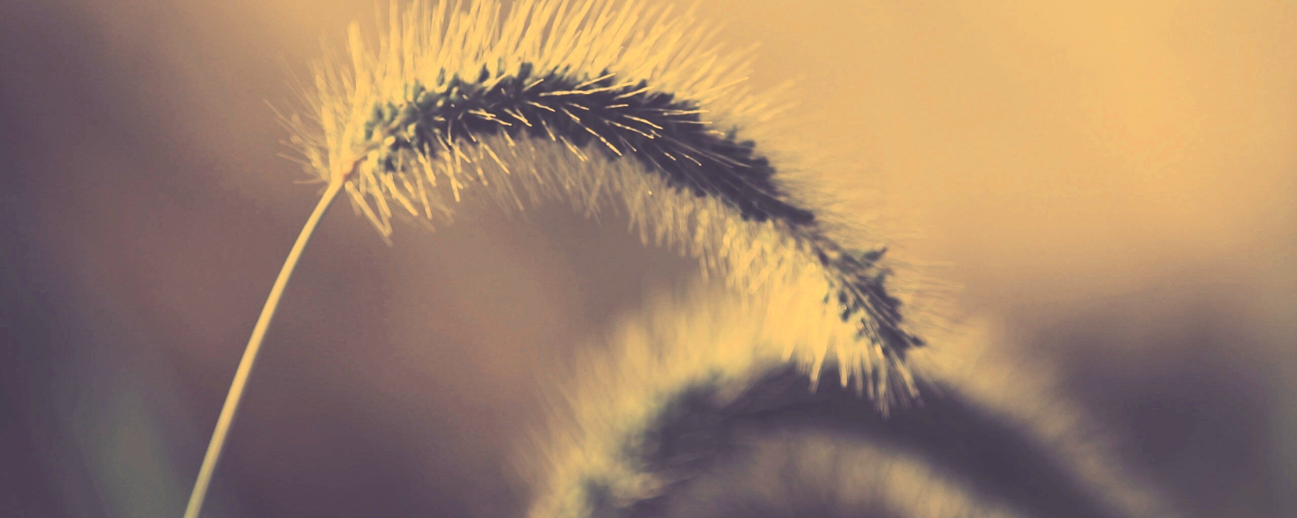 Травинка обои