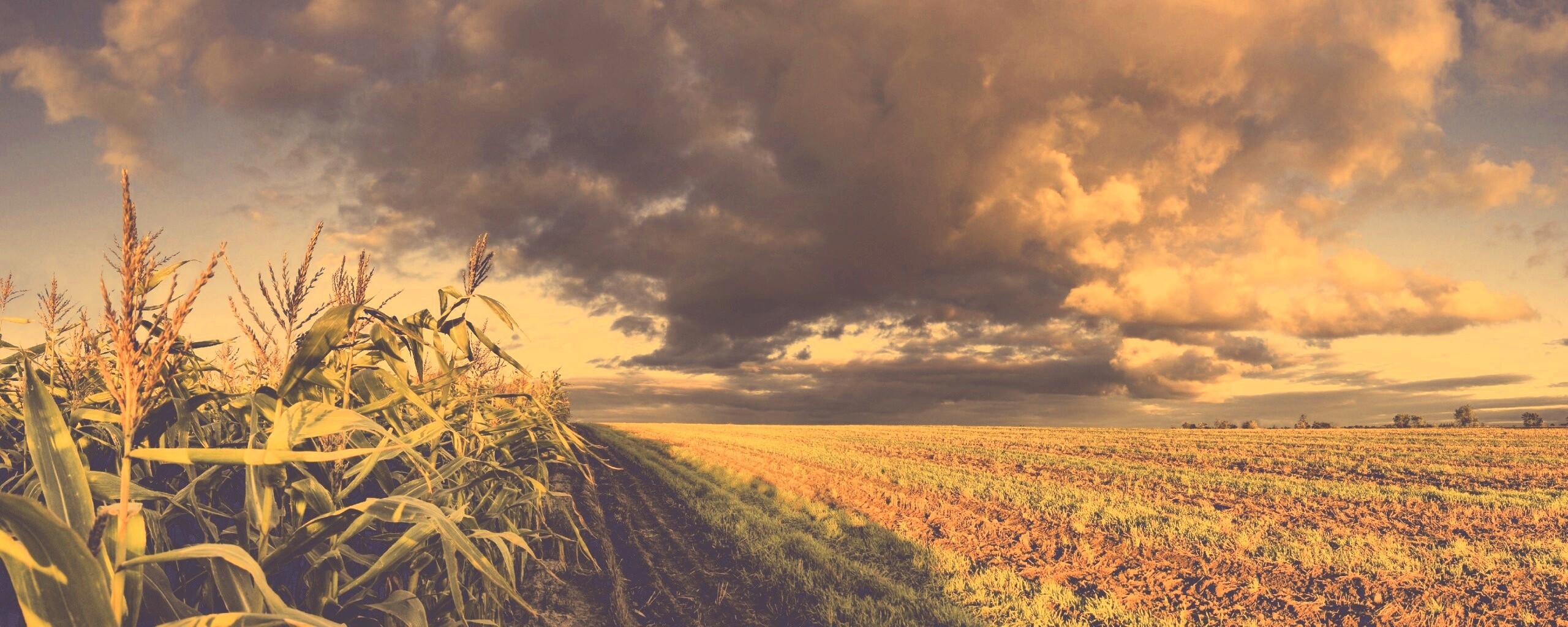 Кукурузное поле обои