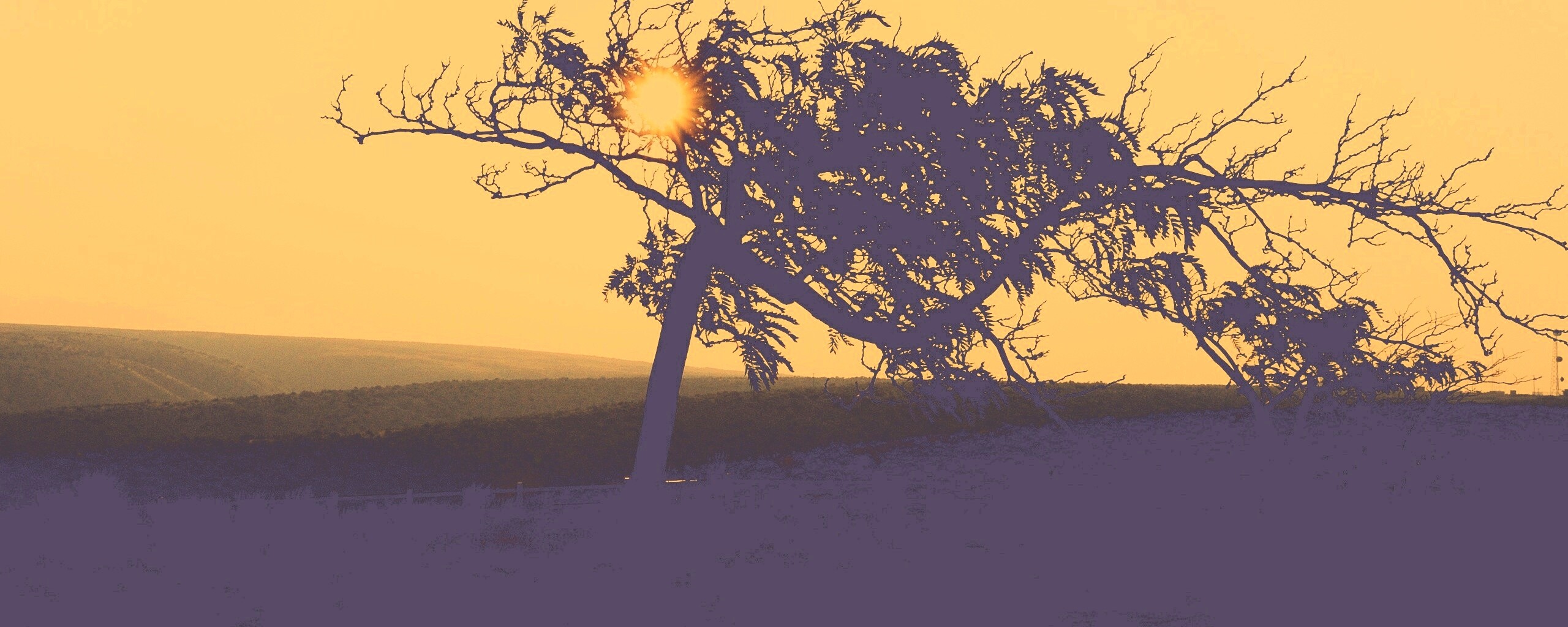 Дерево на закате обои
