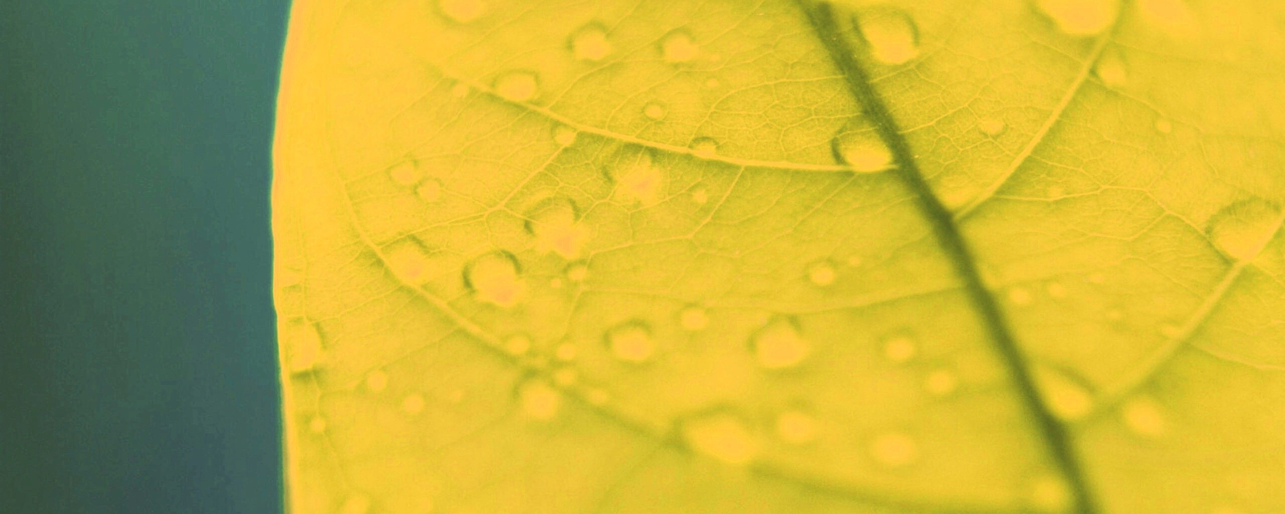 Зеленый листик в макро обои