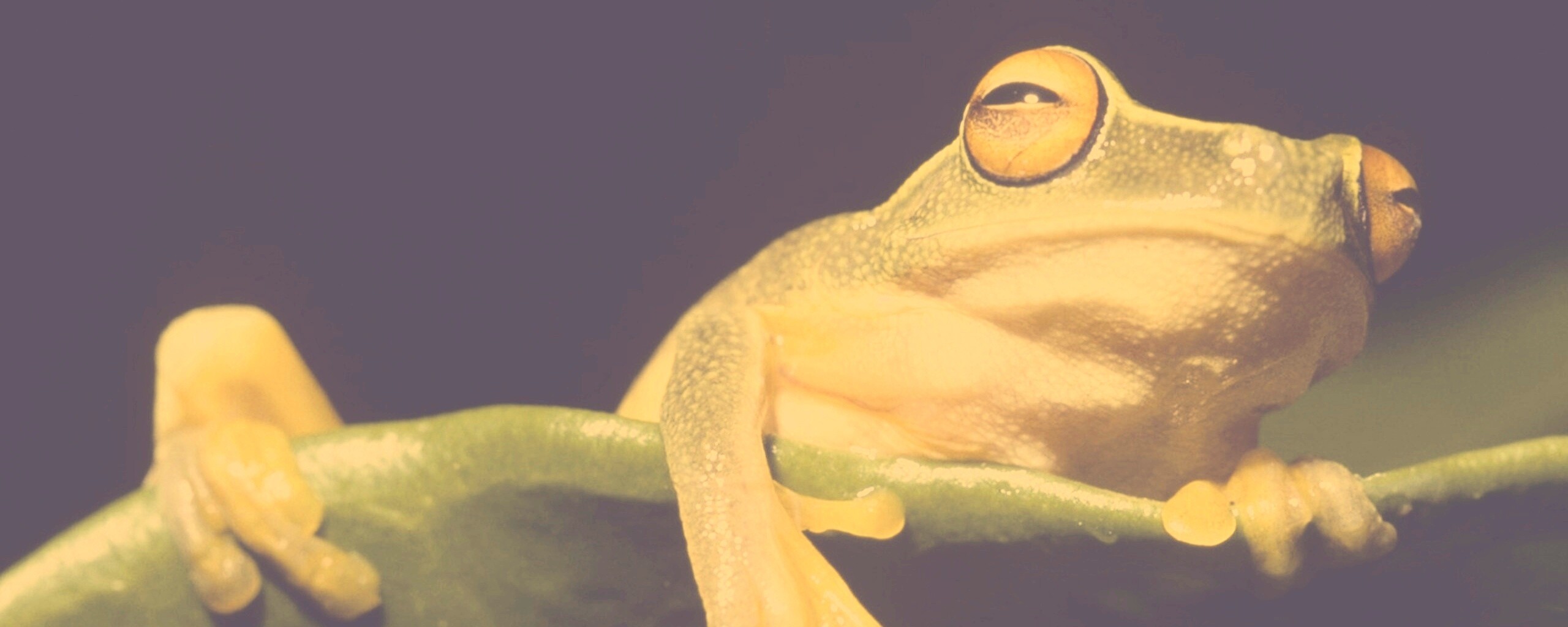 Лягушка на отдыхе обои