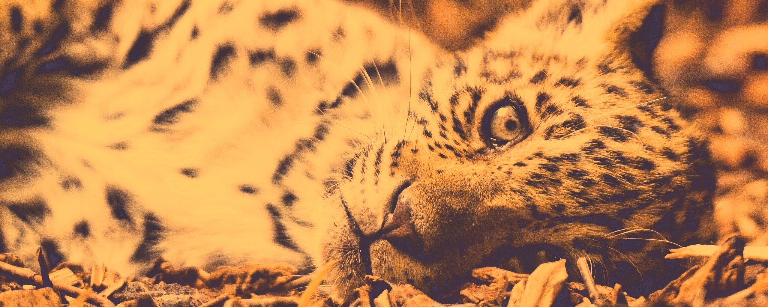 Гепард котенок обои