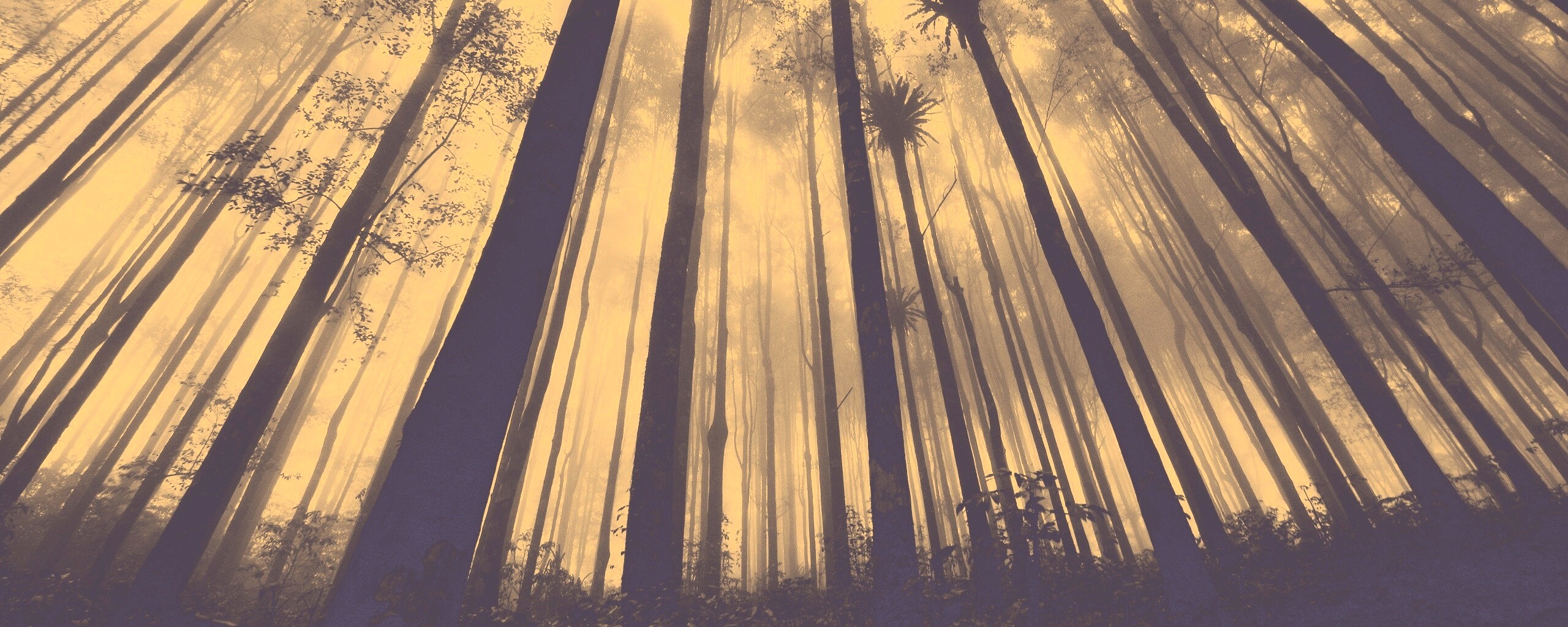 Джунгли обои