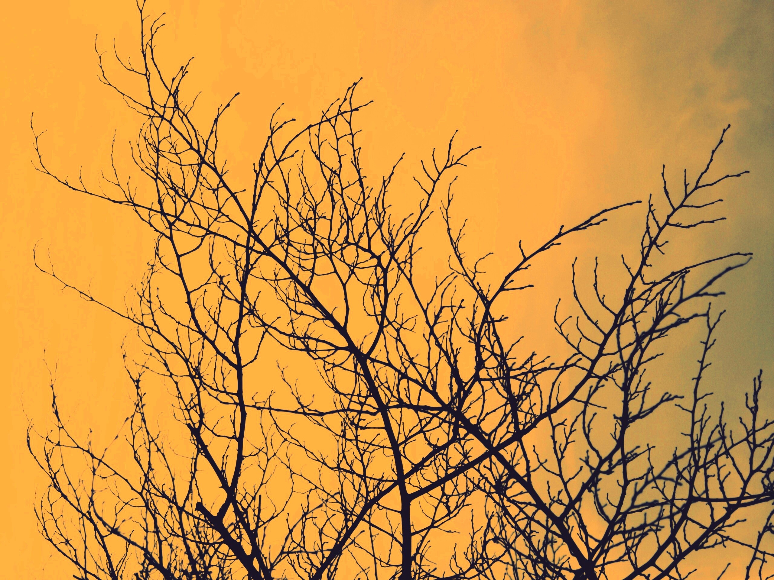 Ветвистое дерево обои