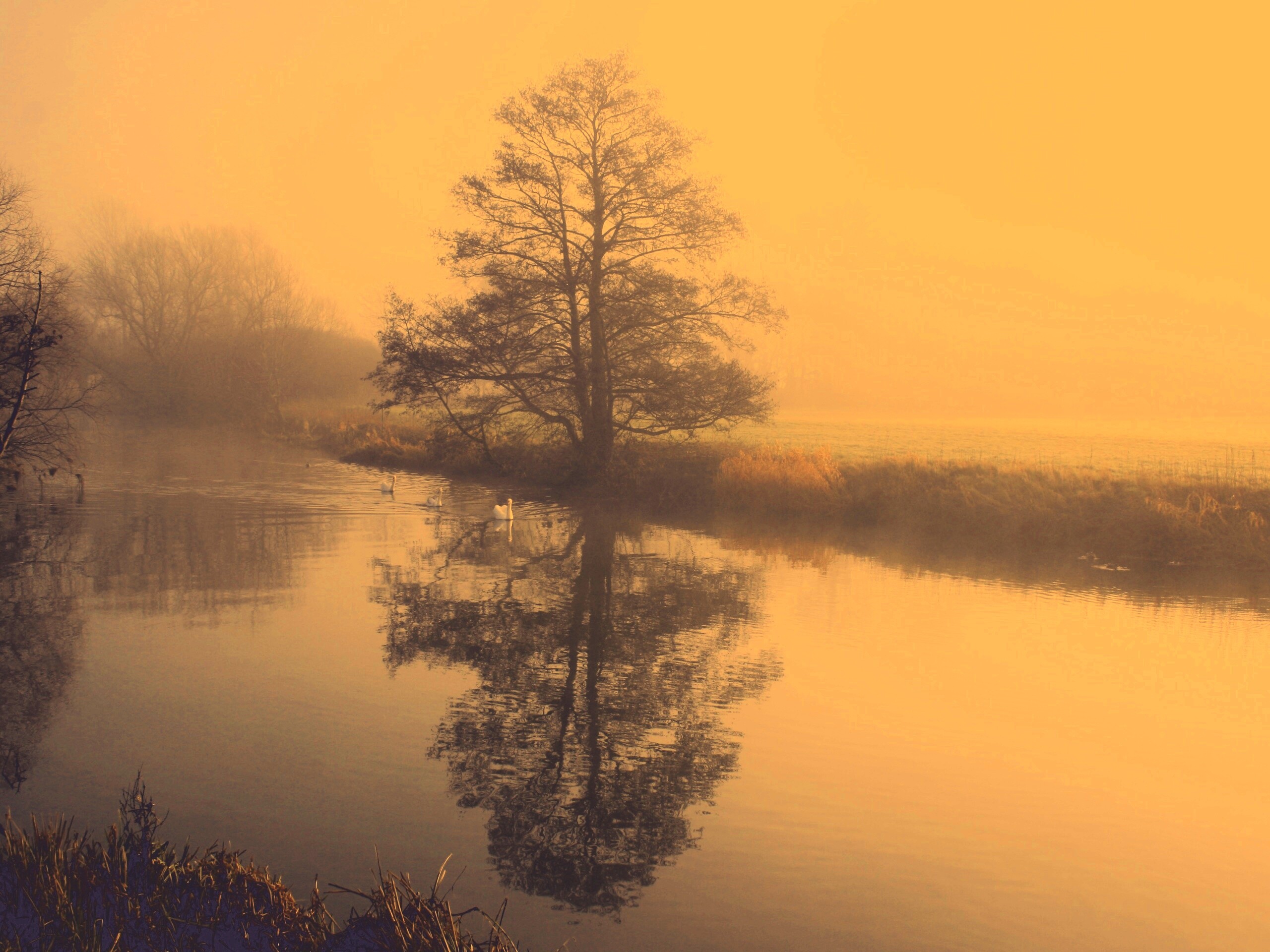 Дерево в тумане обои