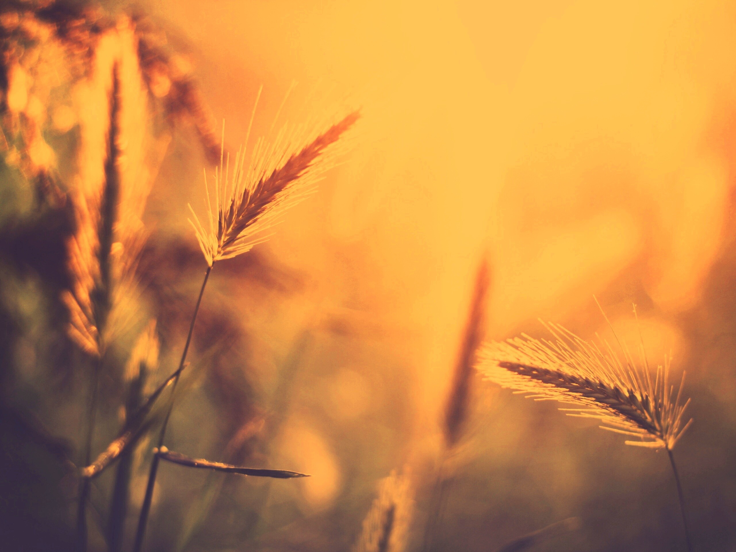 Травинки на солнце обои