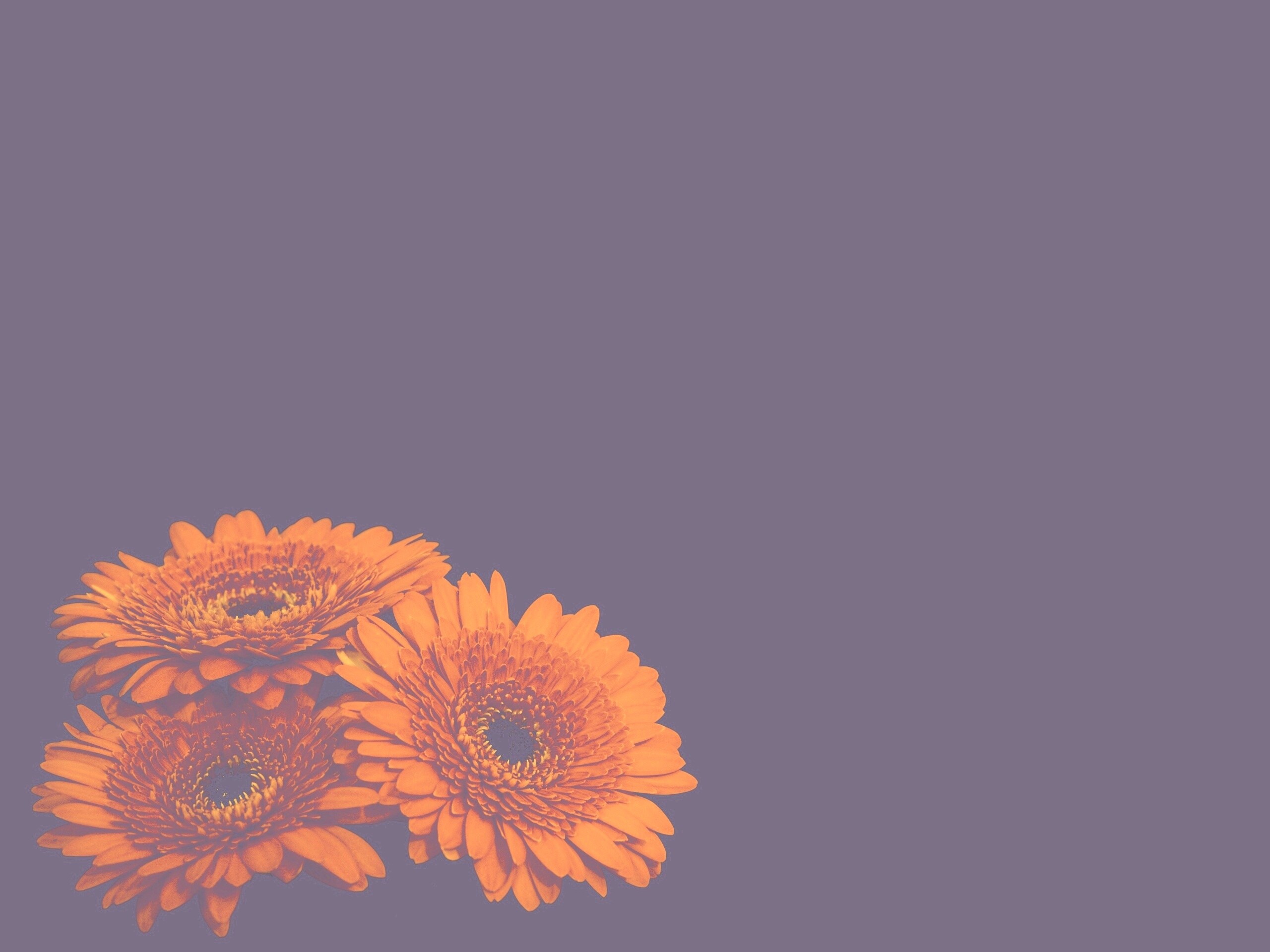 Красные герберы обои