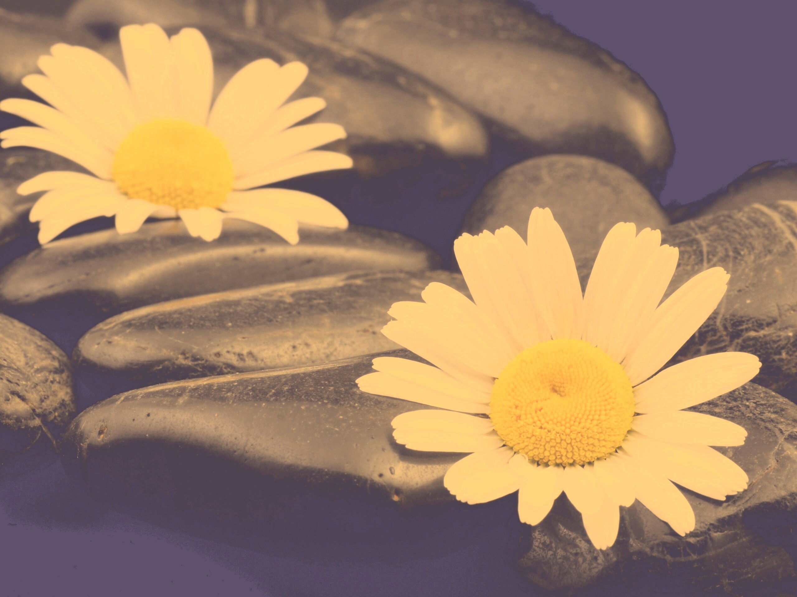 Ромашка среди гальки обои