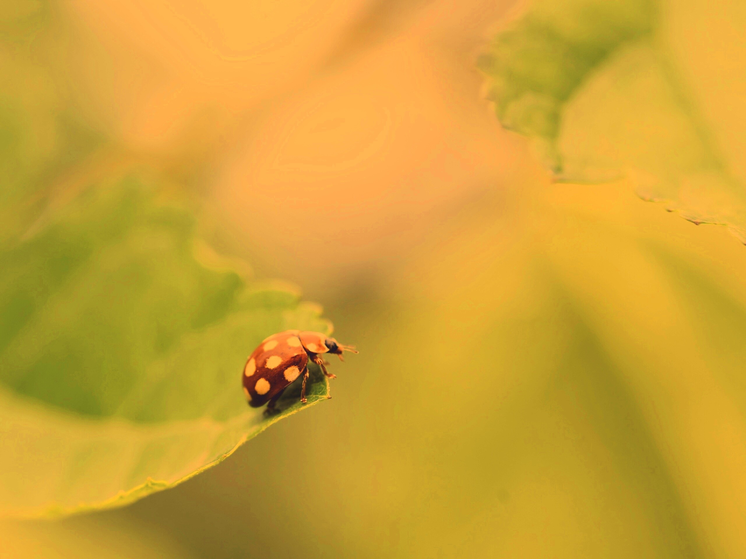 Божья коровка обои