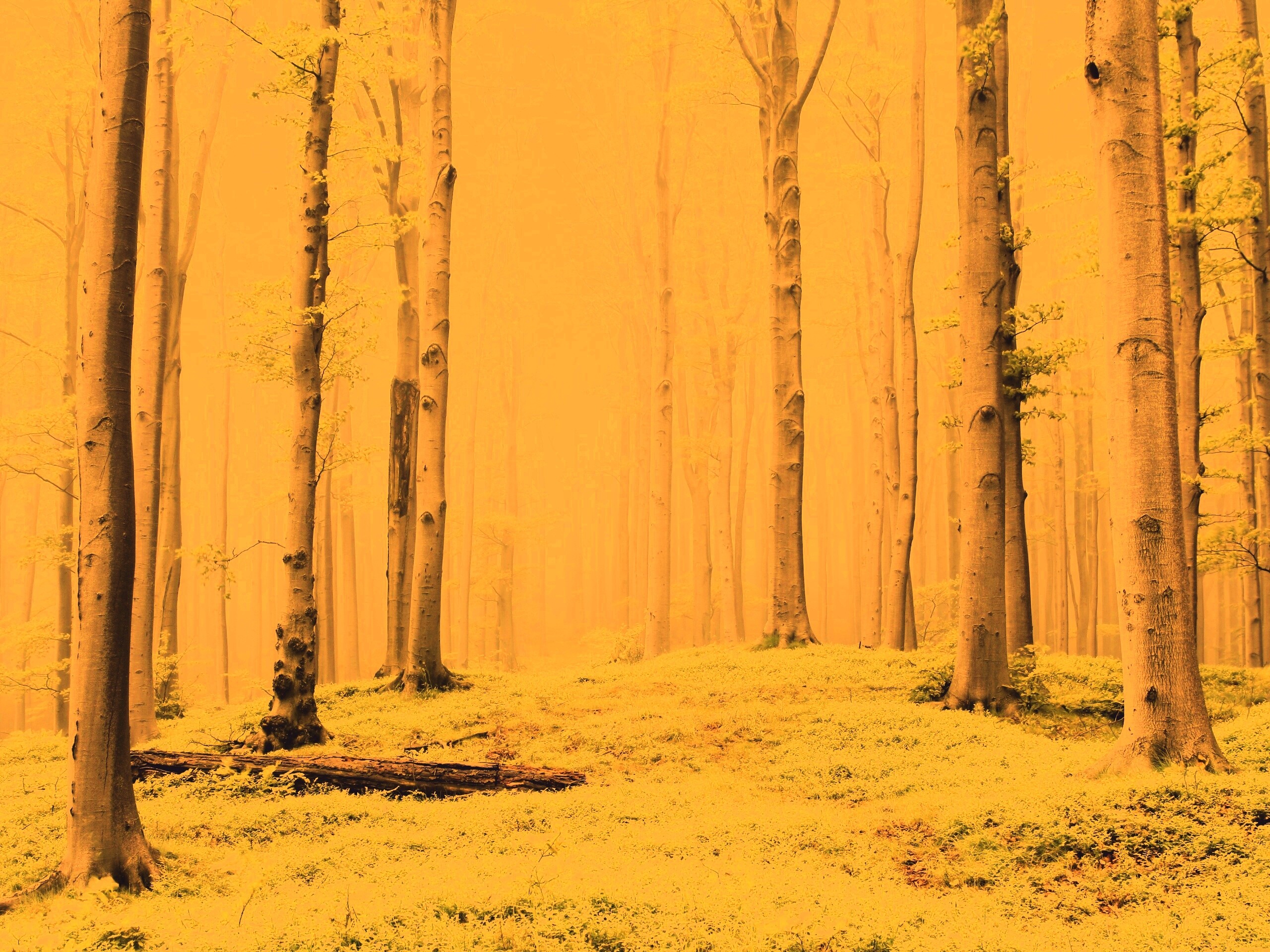 Опушка осинового леса обои