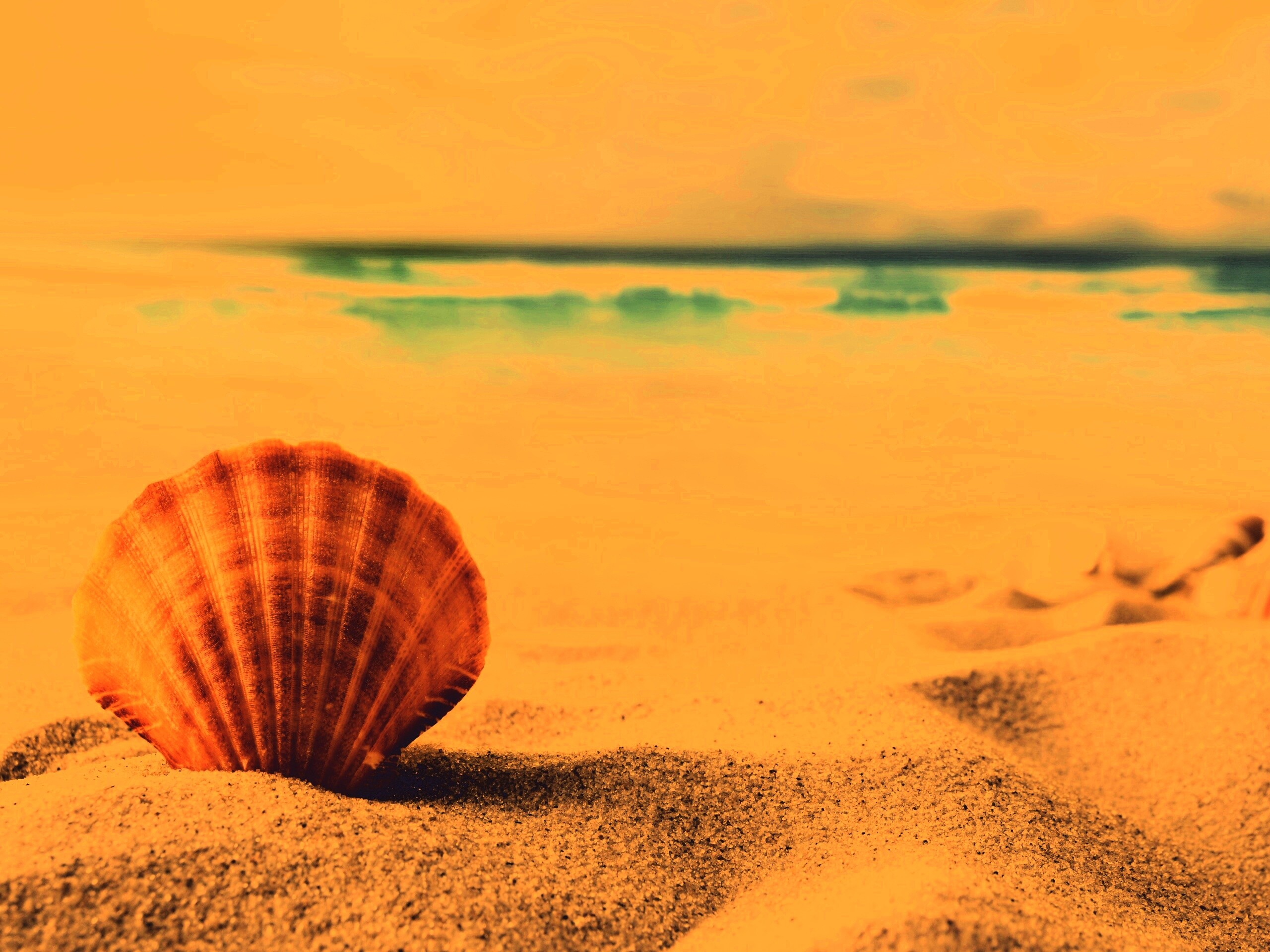 Раковина на летнем бережке обои