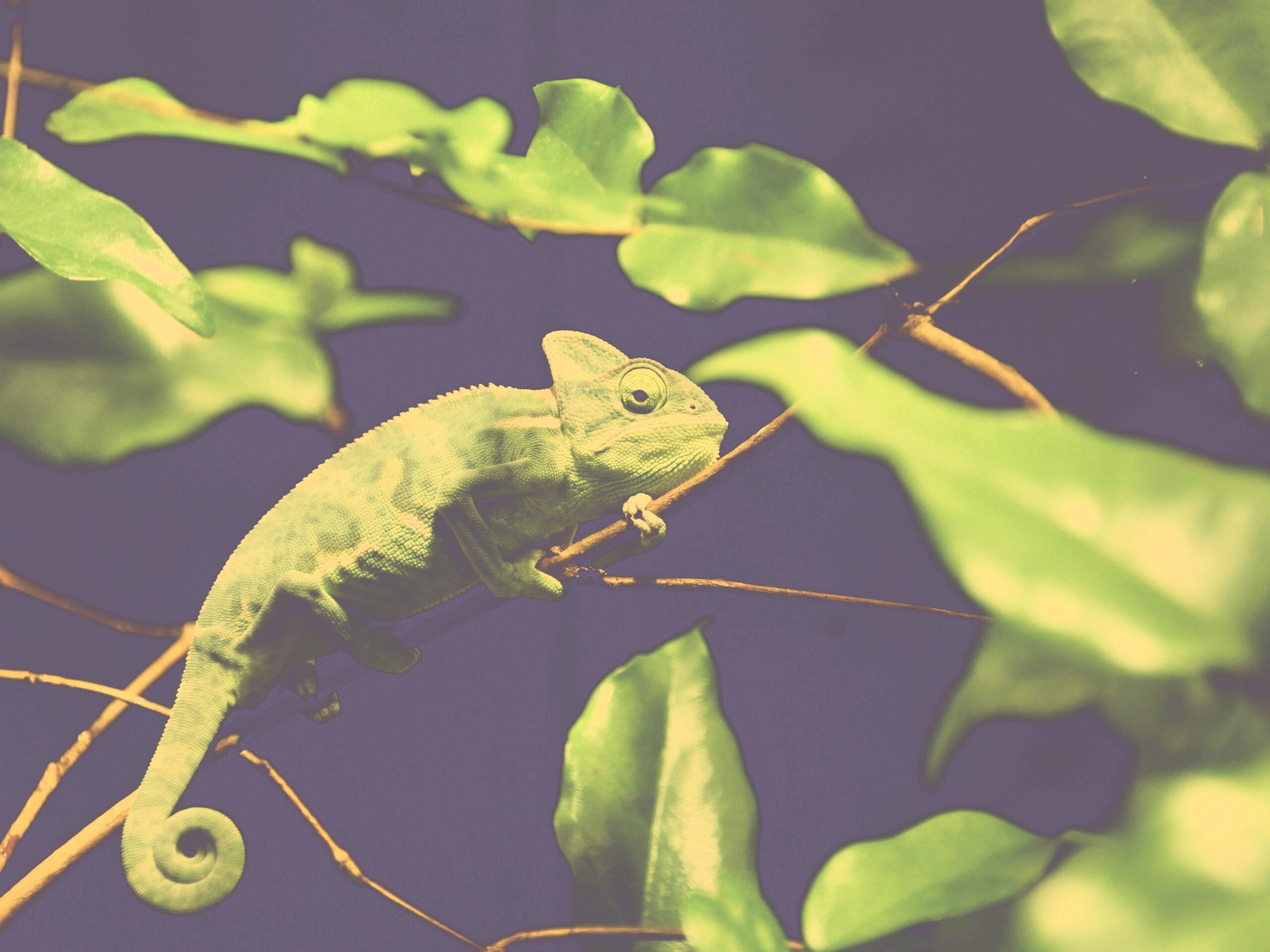 Хамелеон в листве обои
