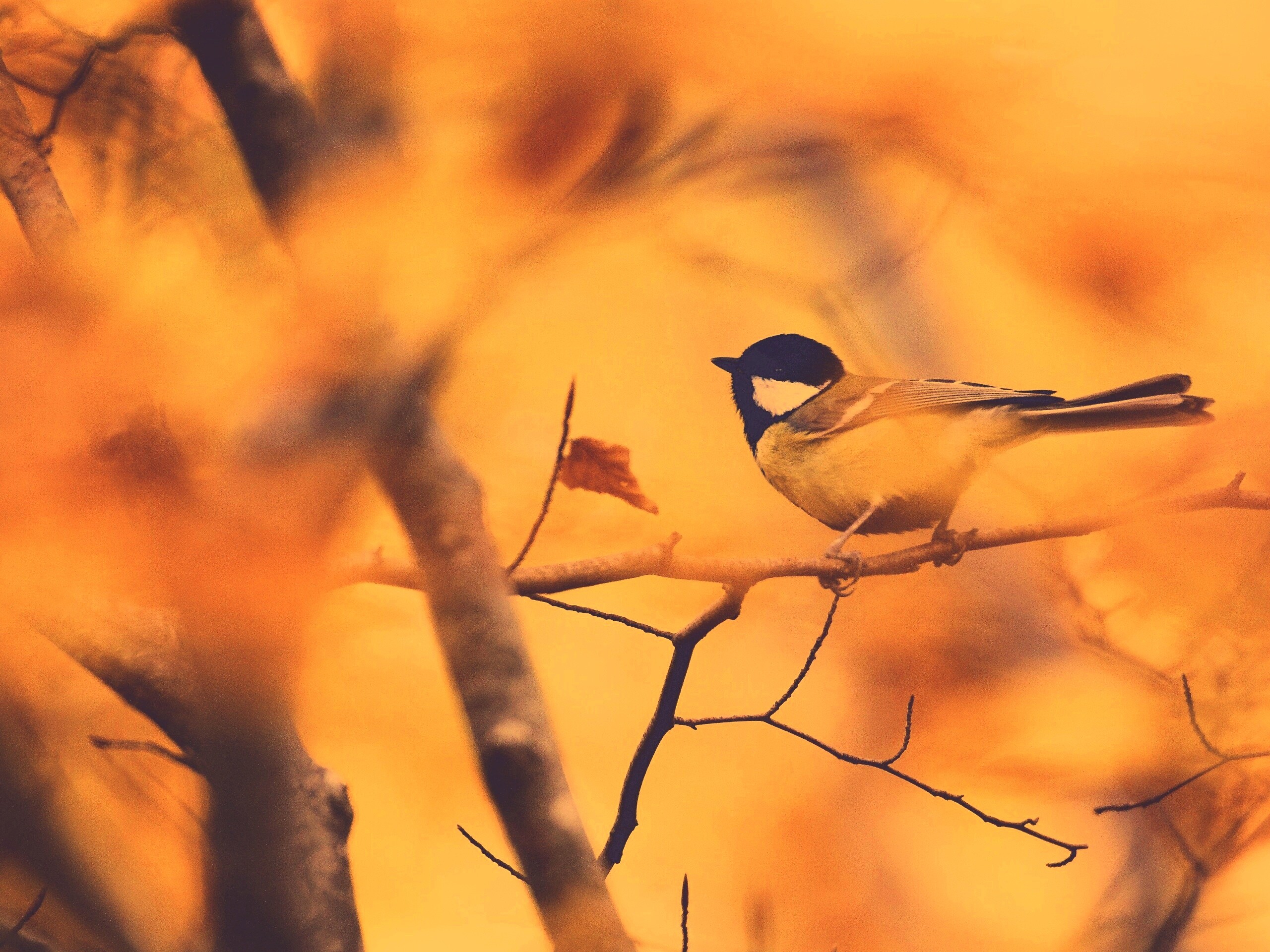 Синичка в желтой листве обои