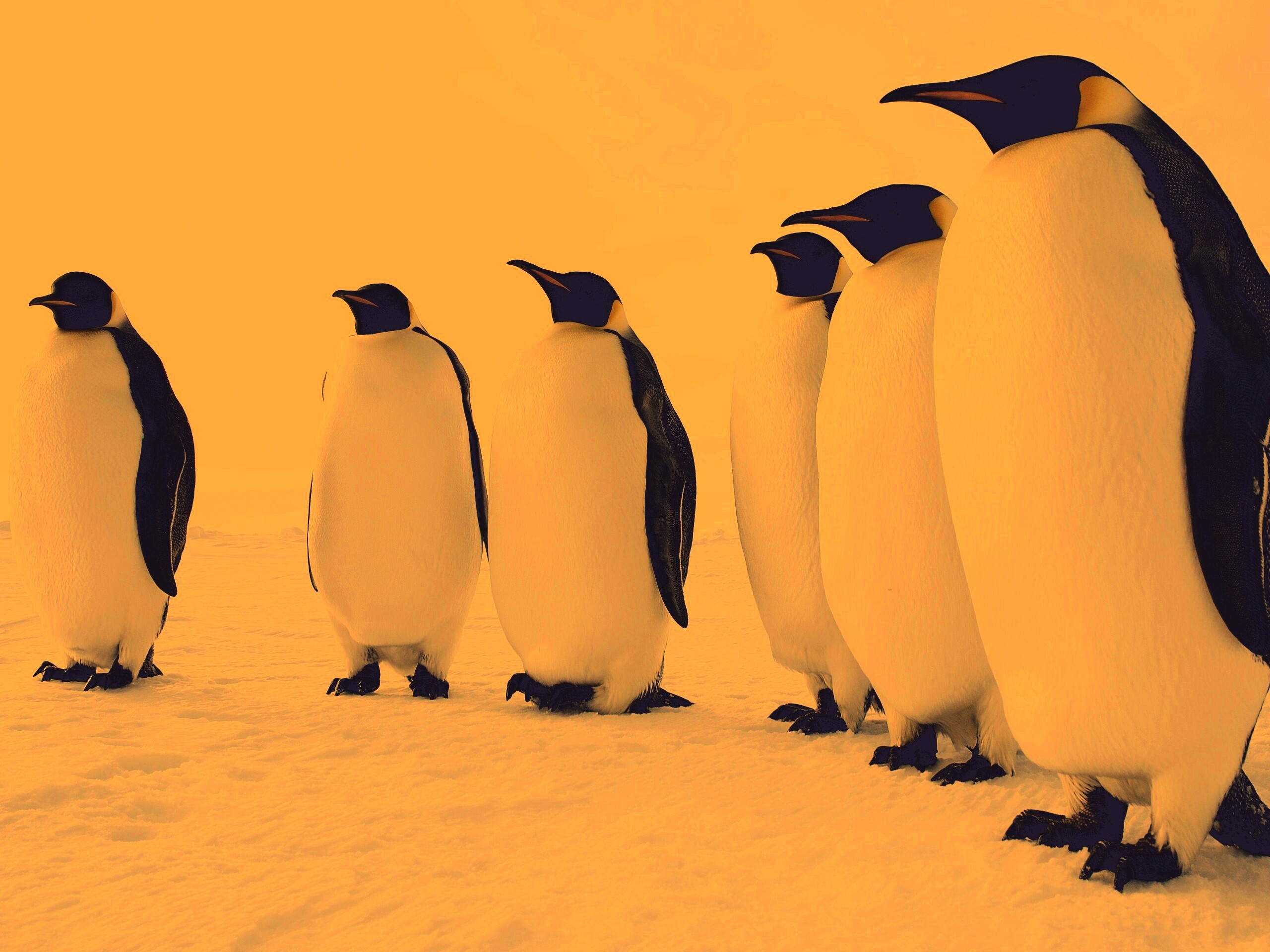 Слет пингвинов обои