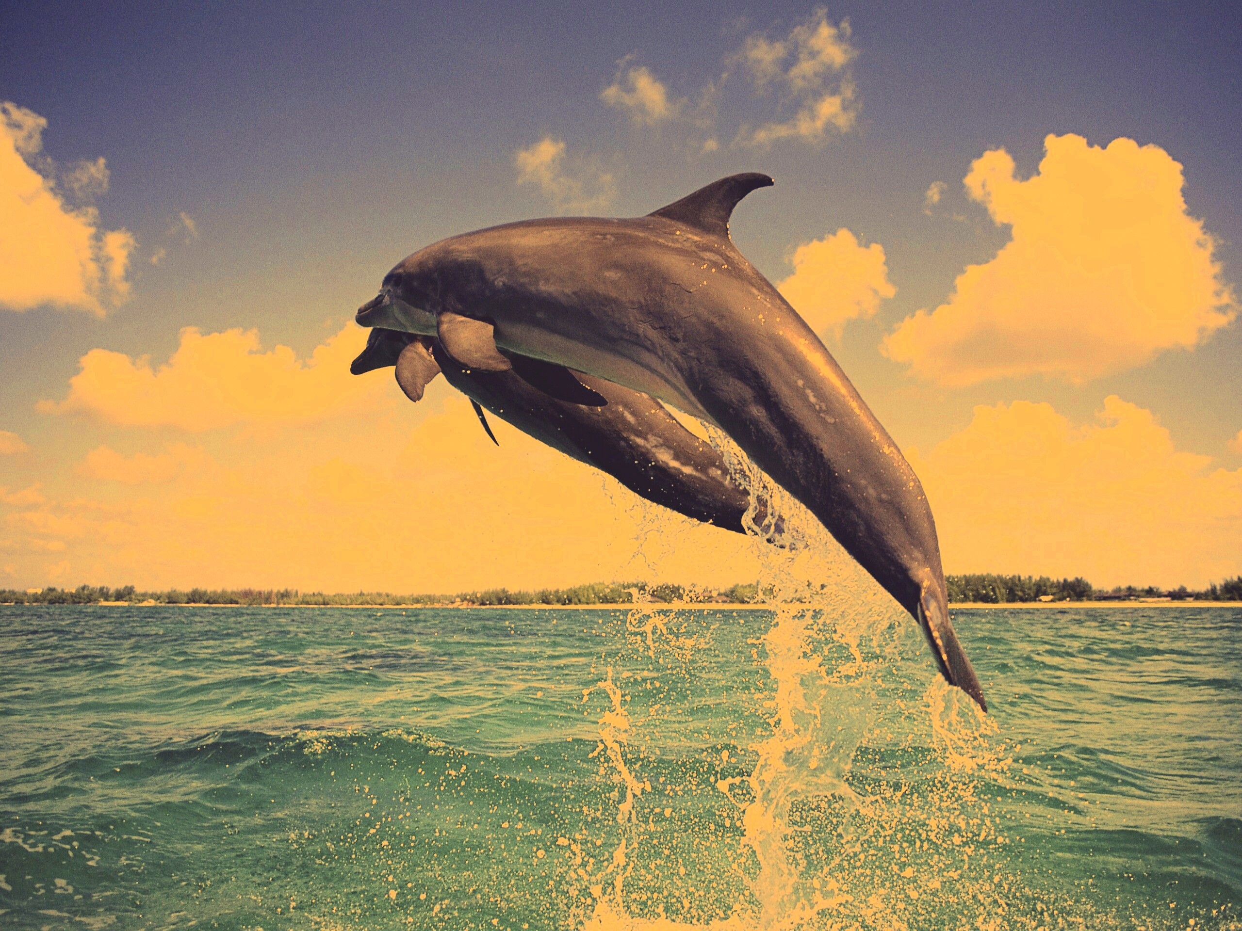 Дельфины обои