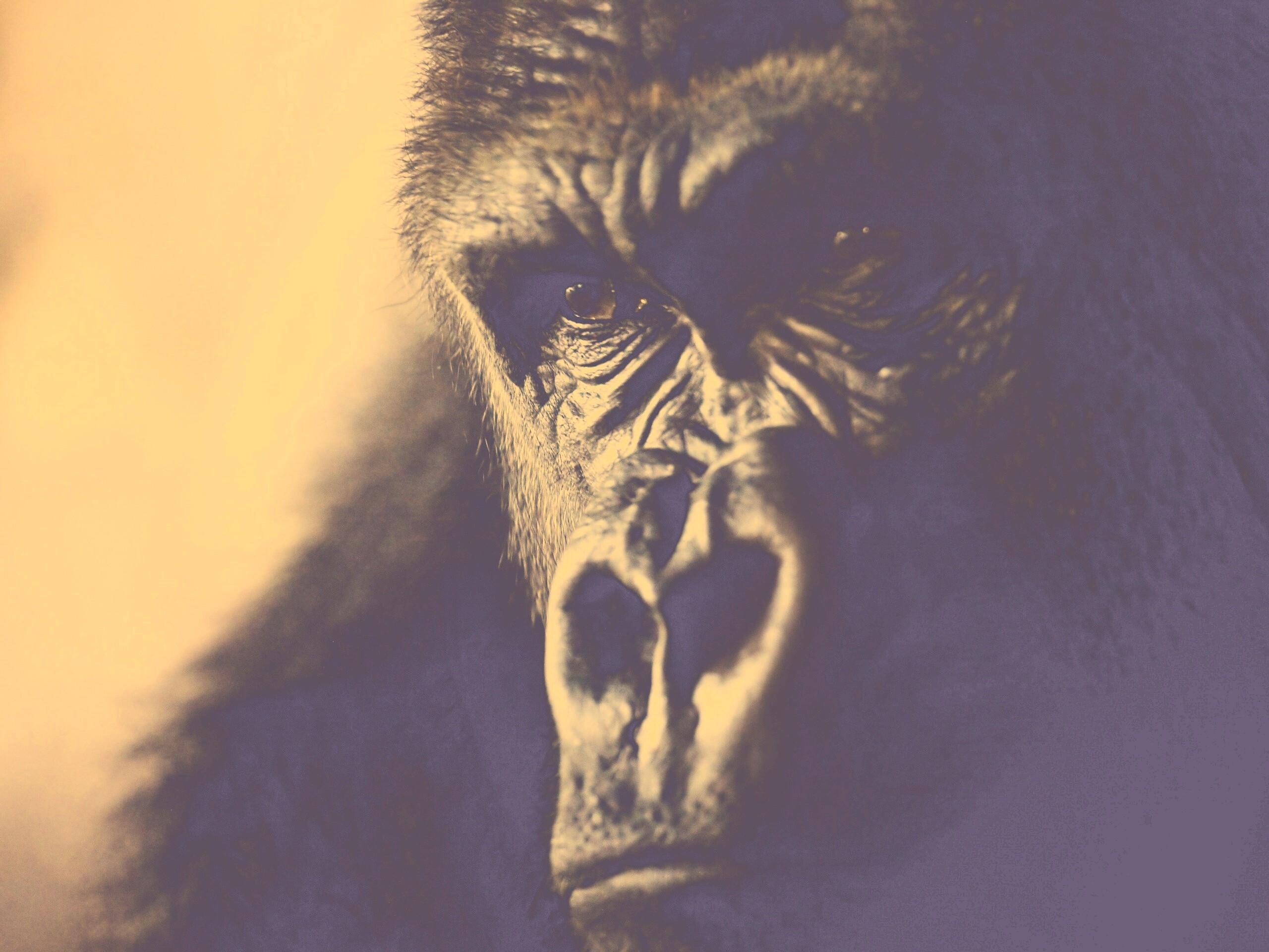 Фото орангутанга обои