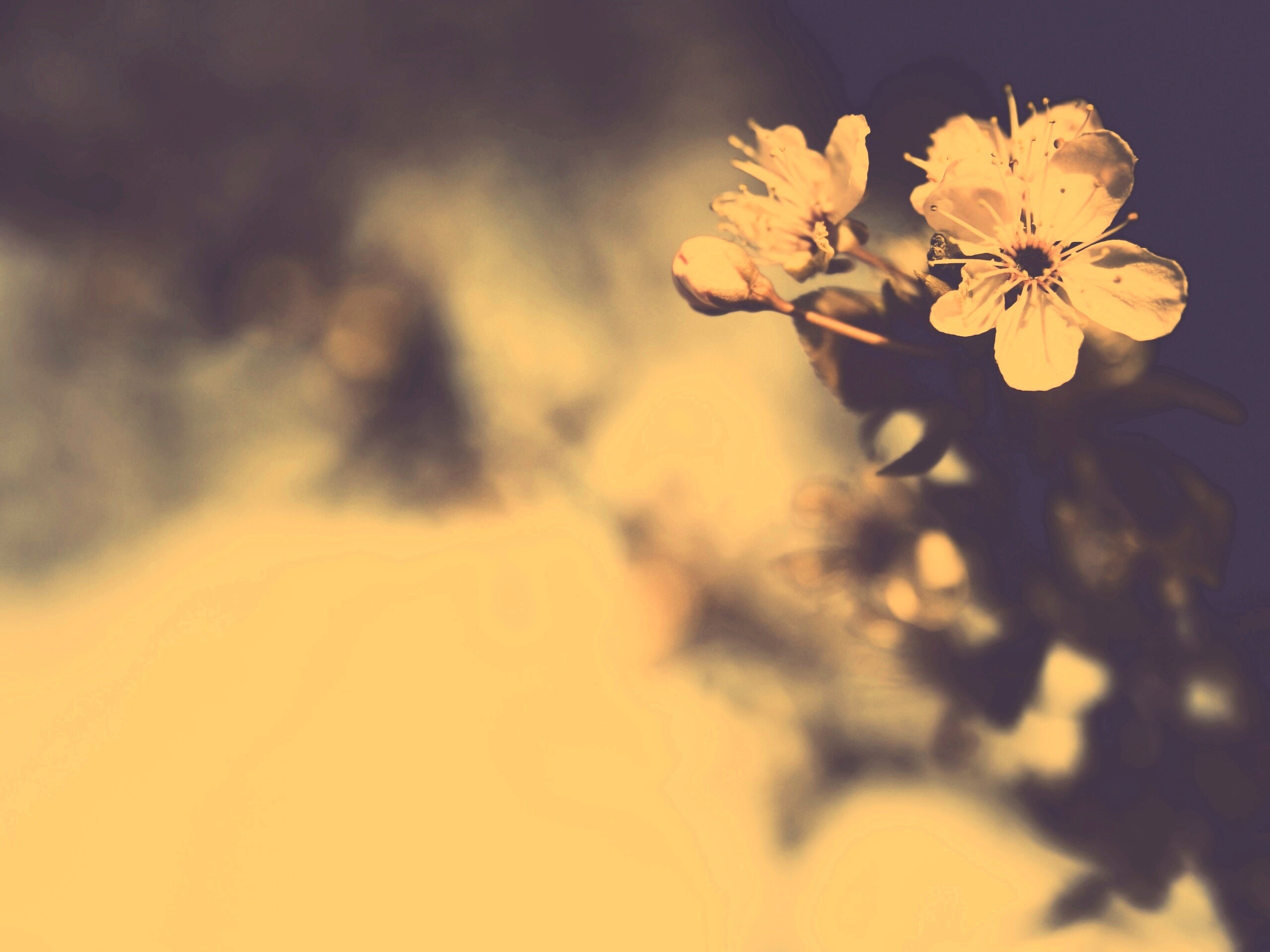 Цветок вишни обои