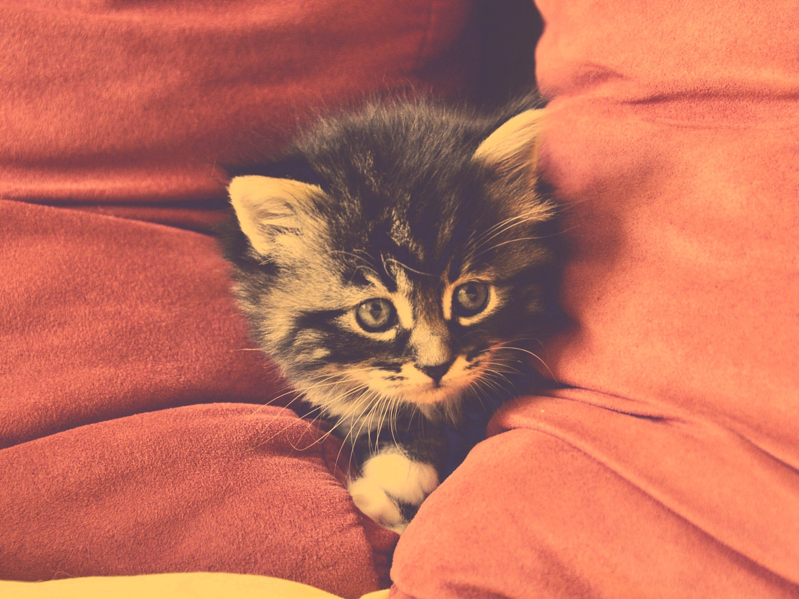 Котенок в подушках обои