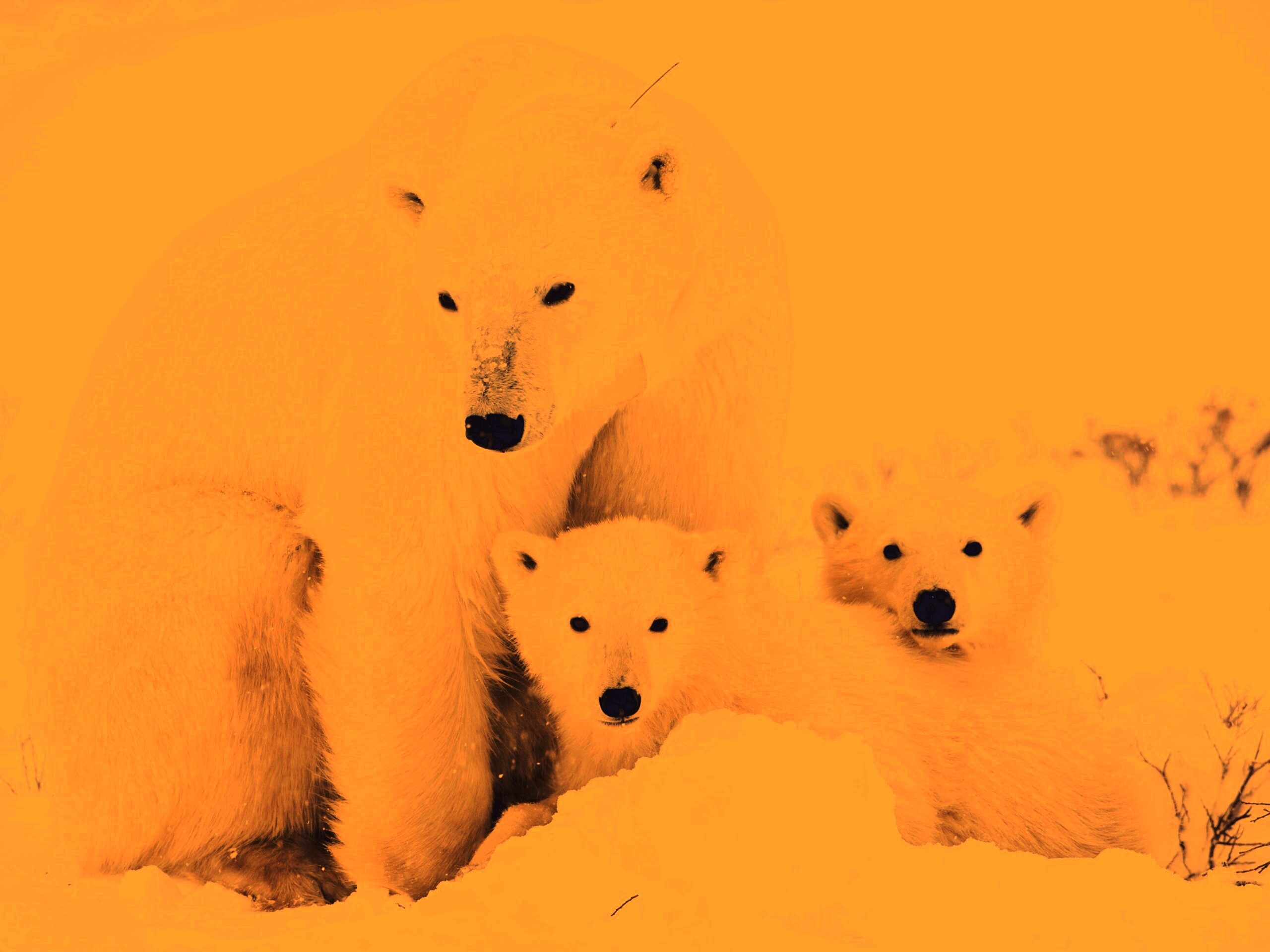 Белые медведи обои