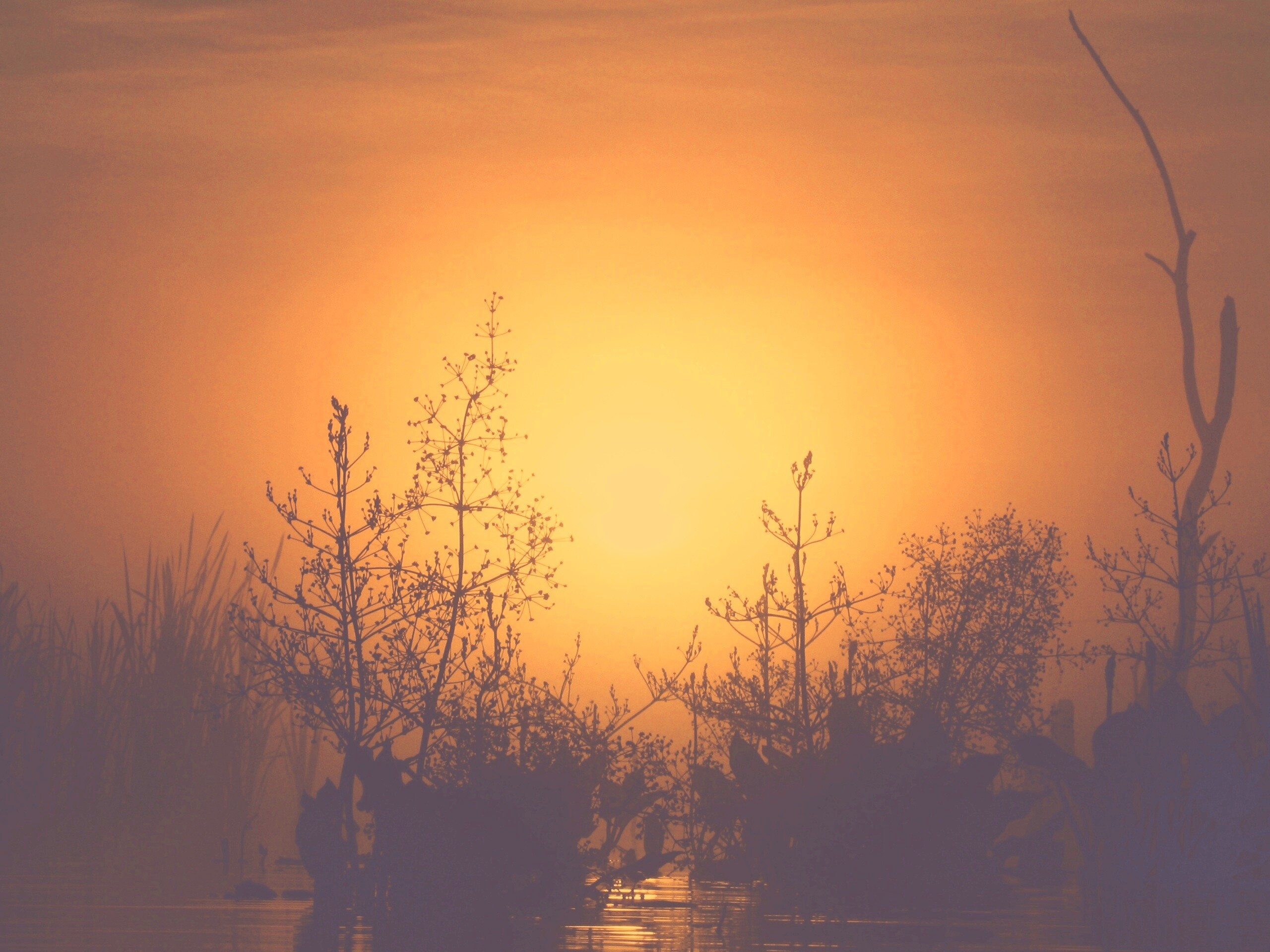 Доисторическое утро обои