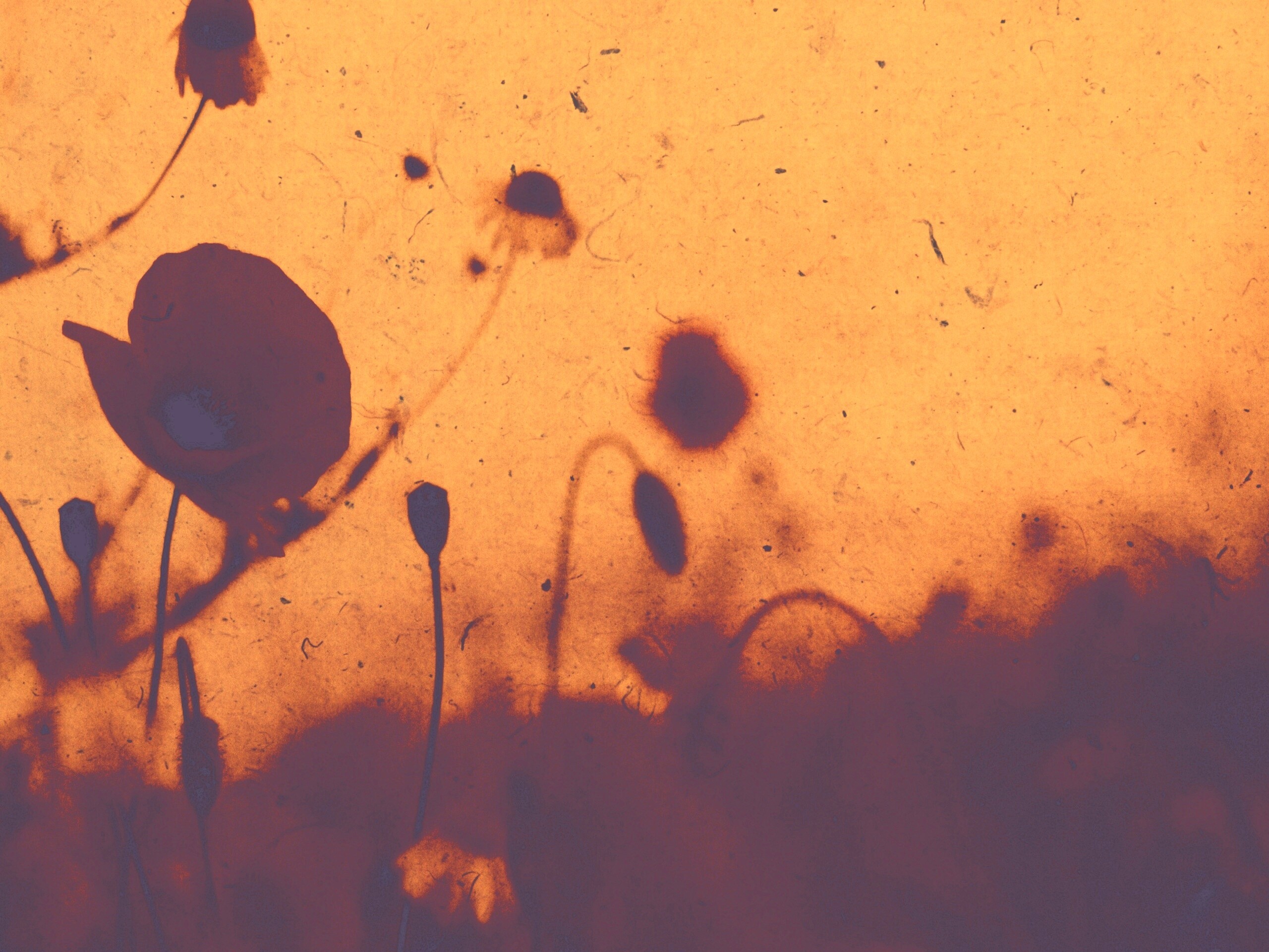 Кровавые цветы в стиле ретро обои