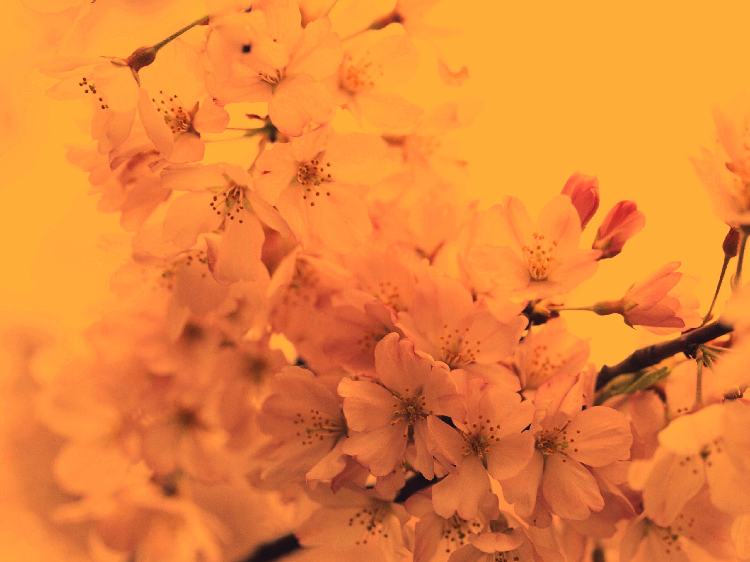 Цветение вишни обои