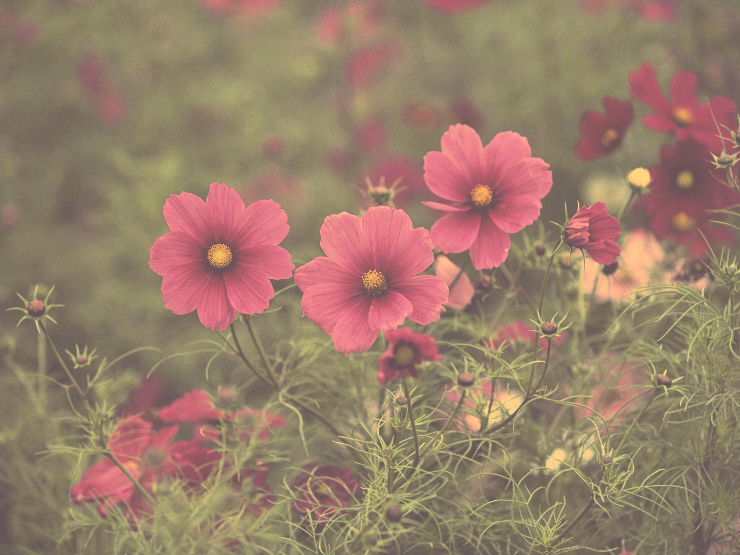 Яркие розовые цветы обои