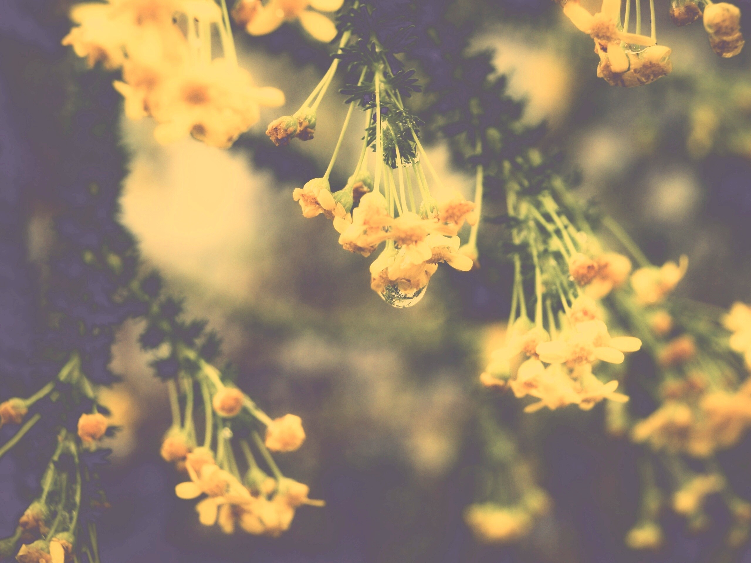 Жёлтые цветочки на ветке обои