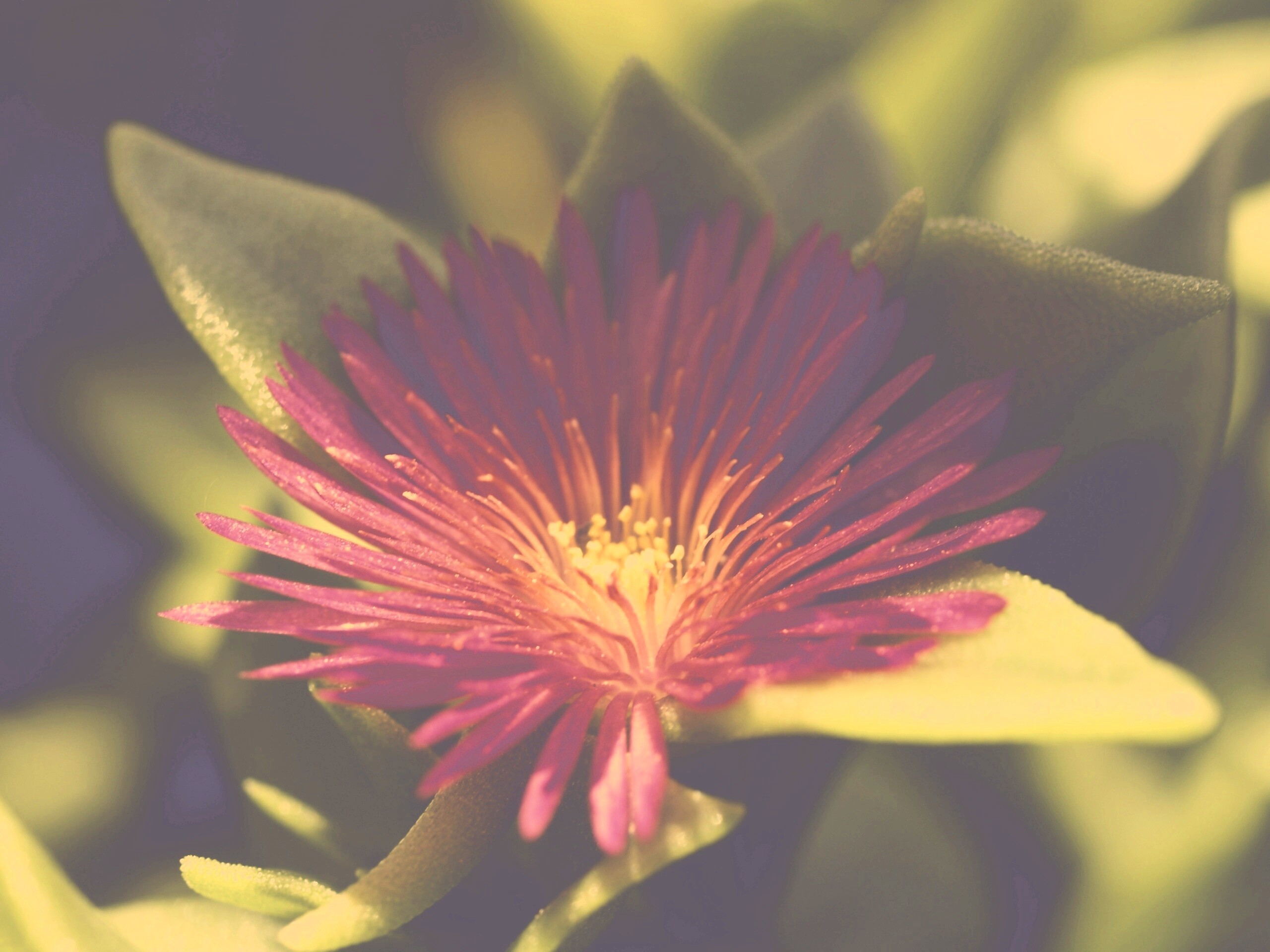 Чудесный цветок обои