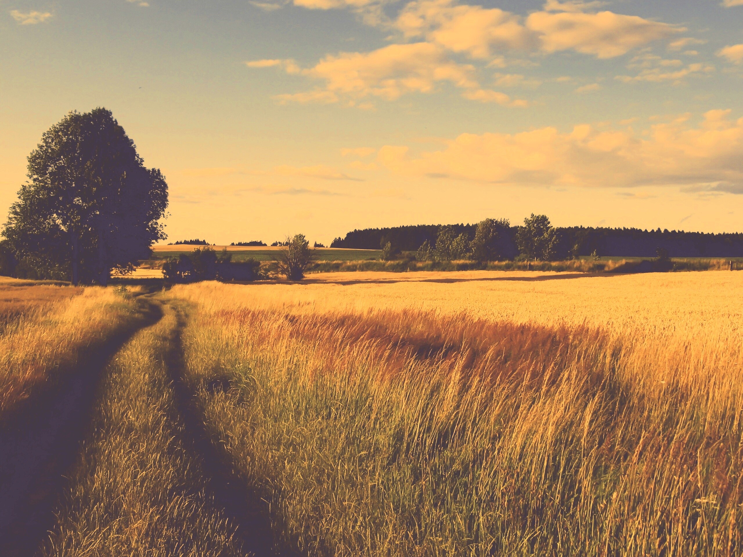 Колея в поле обои