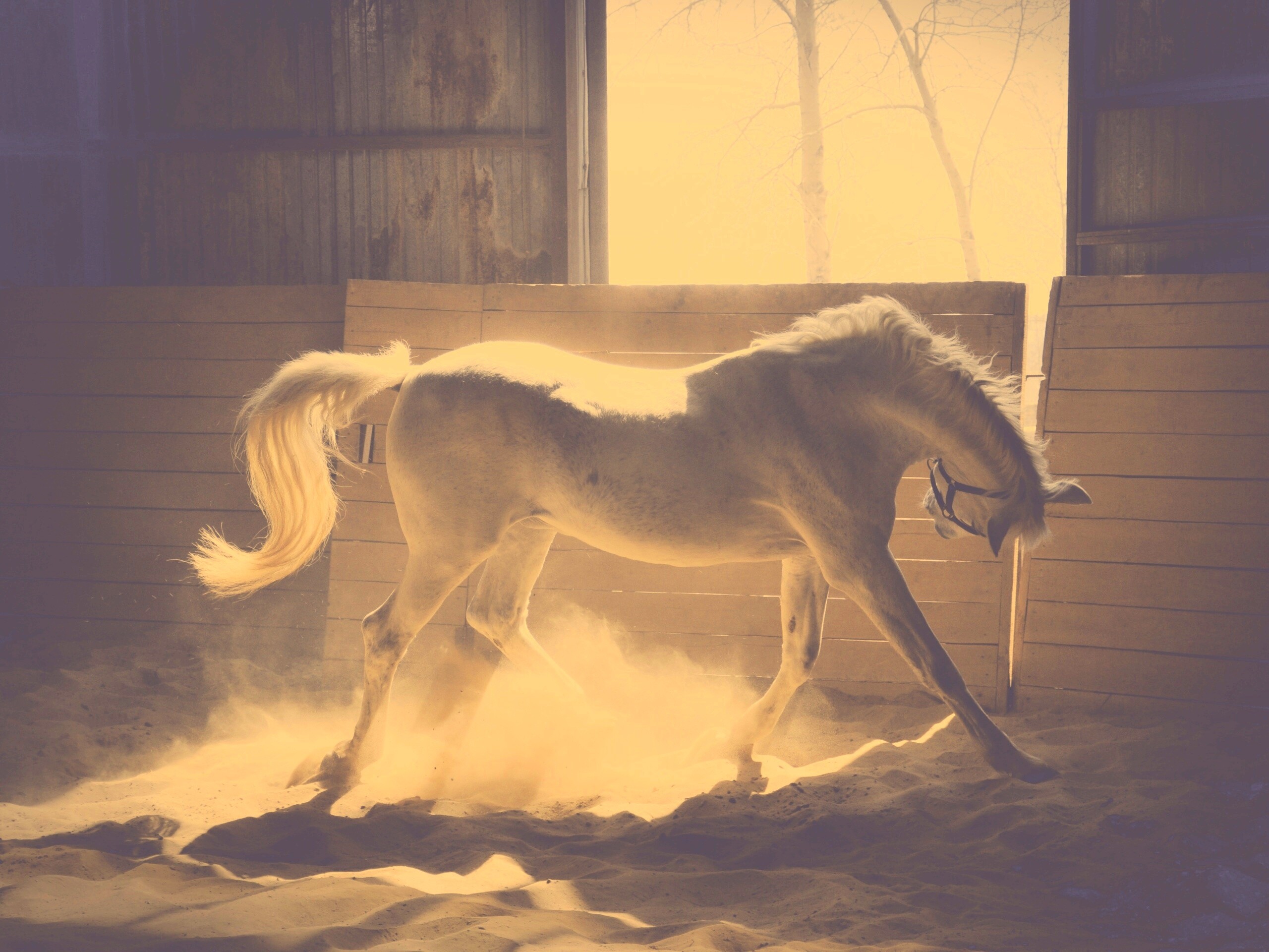 Белая лошадь в загоне обои